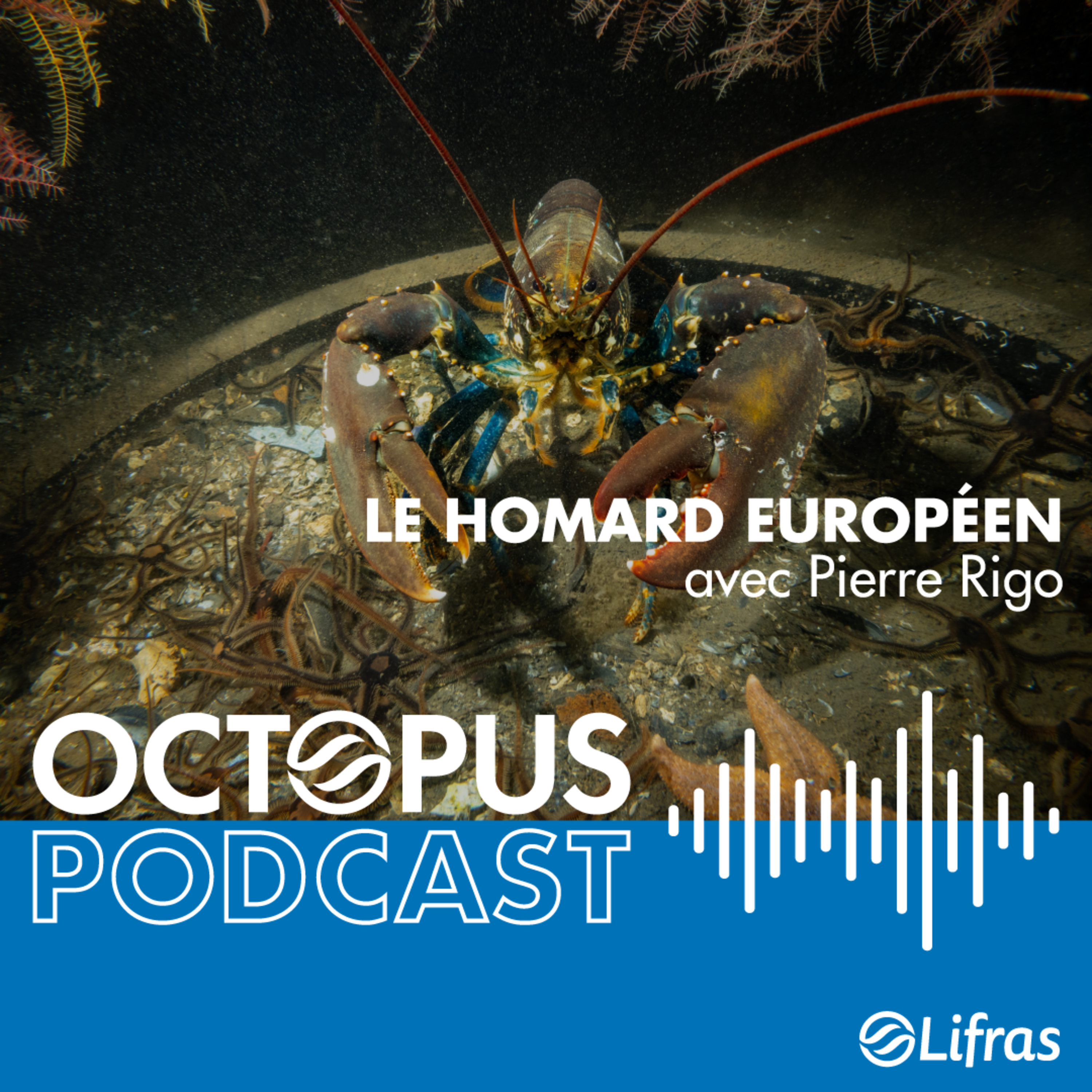 Le homard européen - avec Pierre Rigo episode artwork
