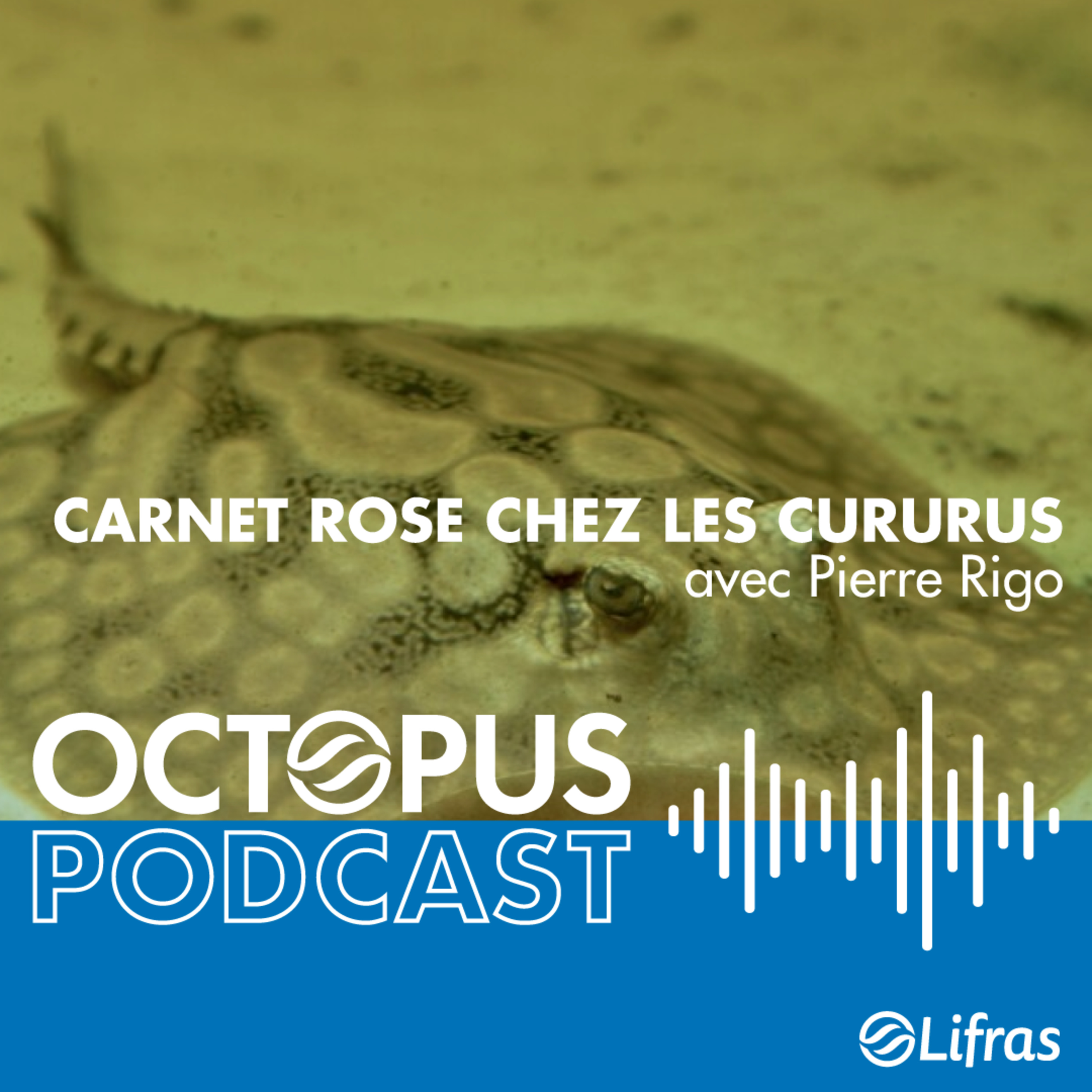 Carnet rose chez les Cururus - avec Pierre Rigo episode artwork