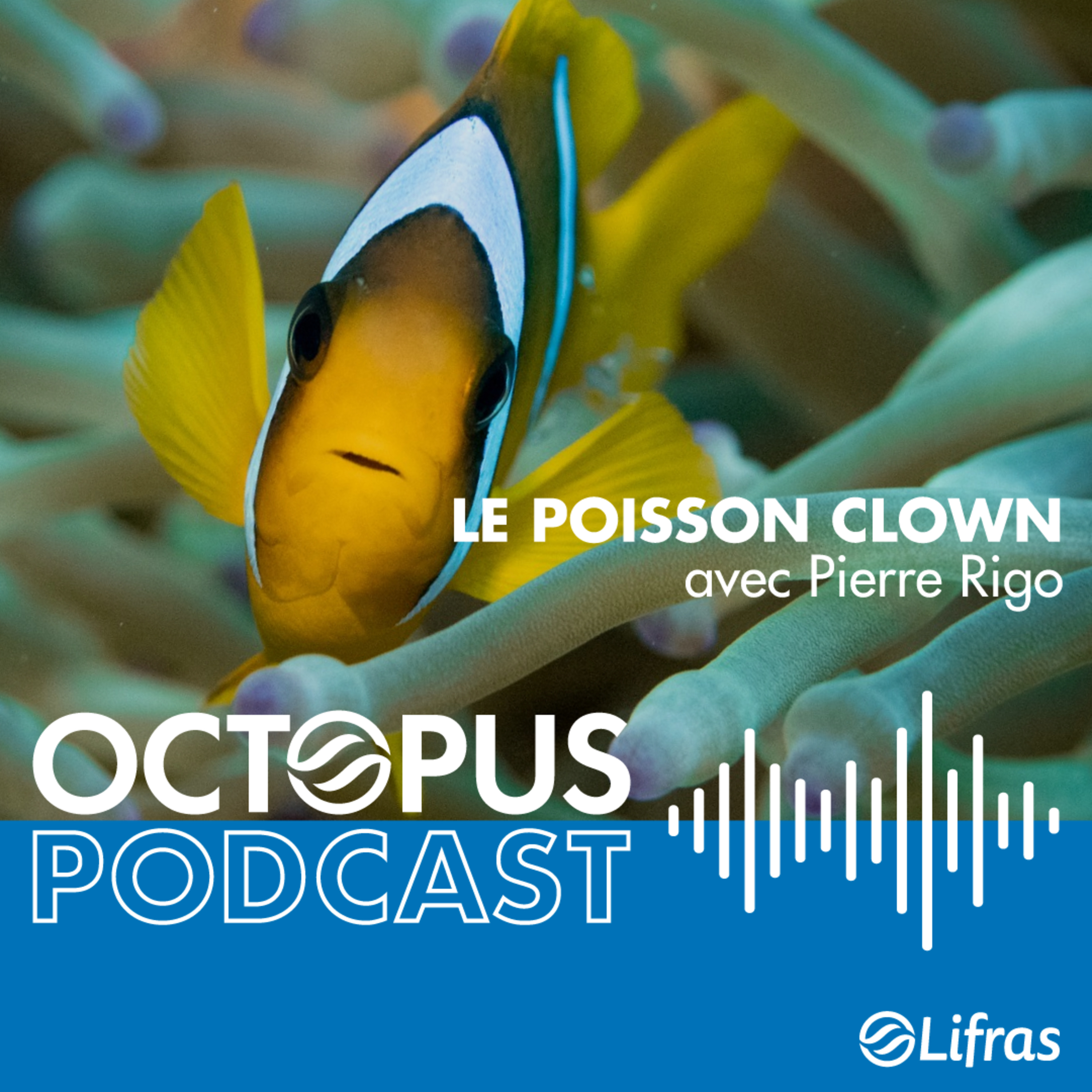 Le poisson clown - avec Pierre Rigo episode artwork