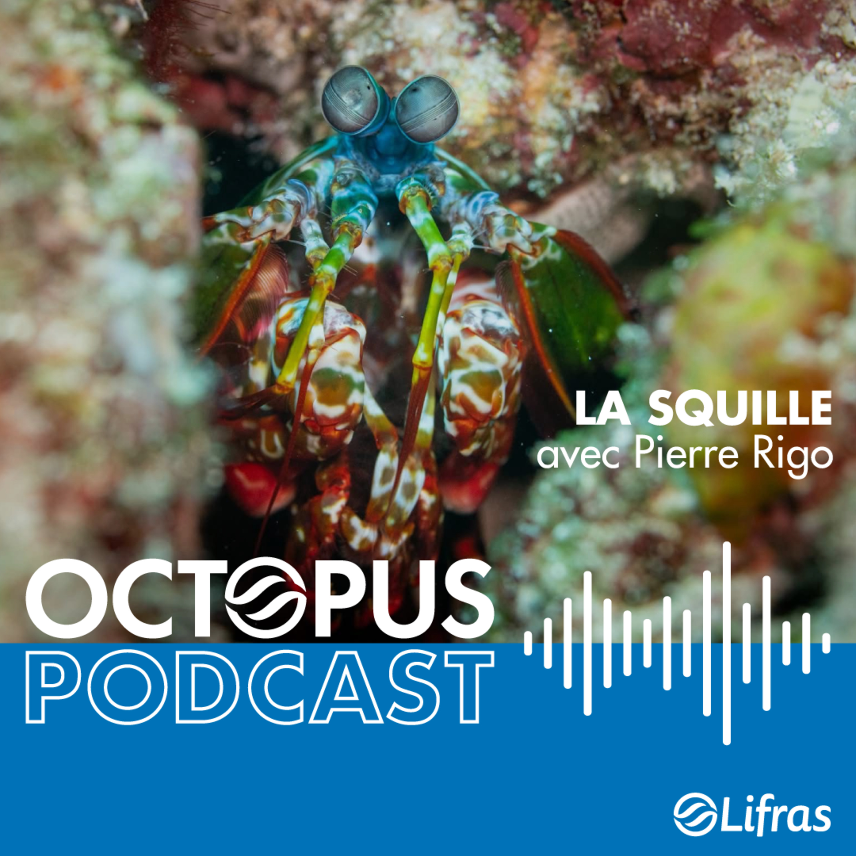 La squille - avec Pierre Rigo episode artwork