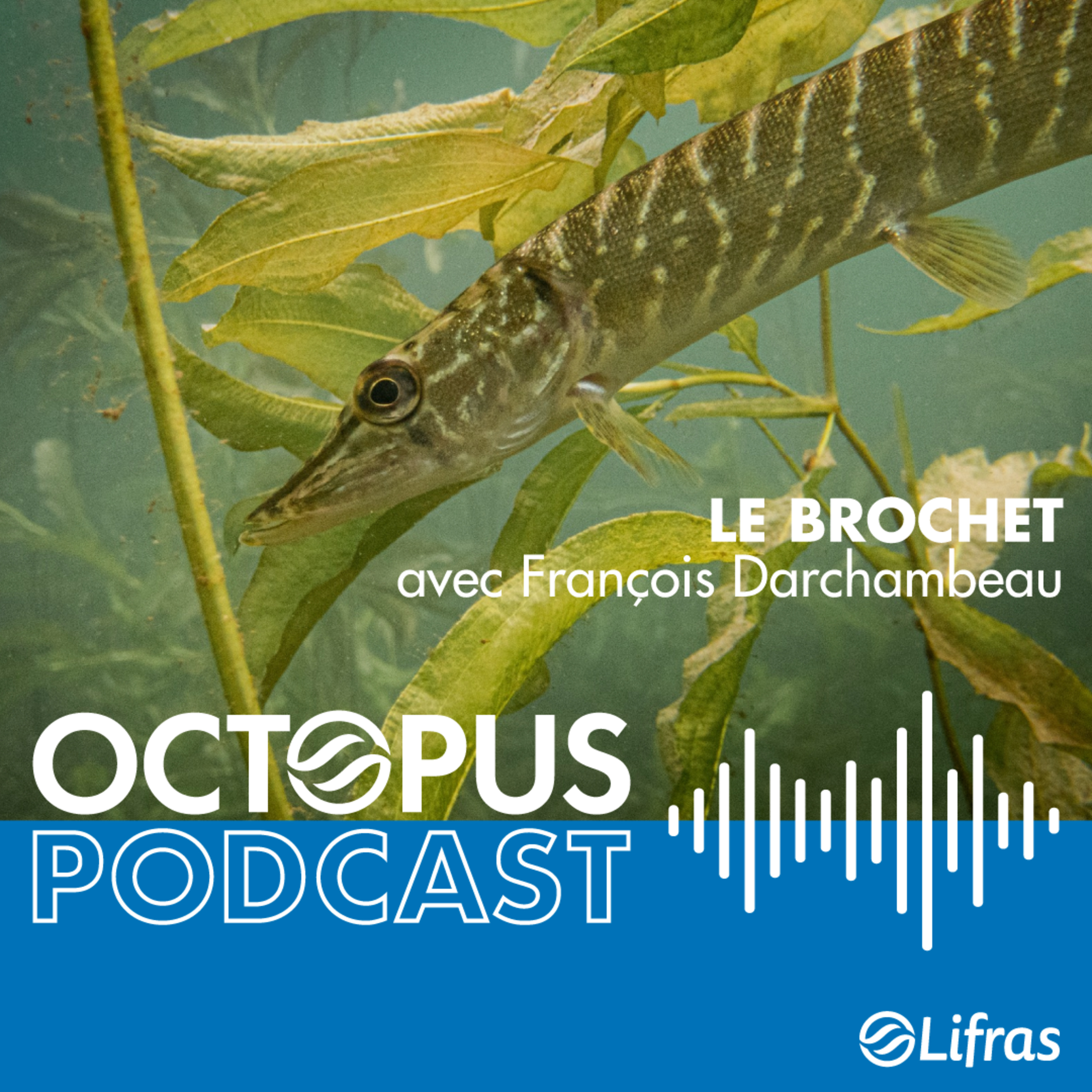 Le brochet - avec François Darchambeau episode artwork