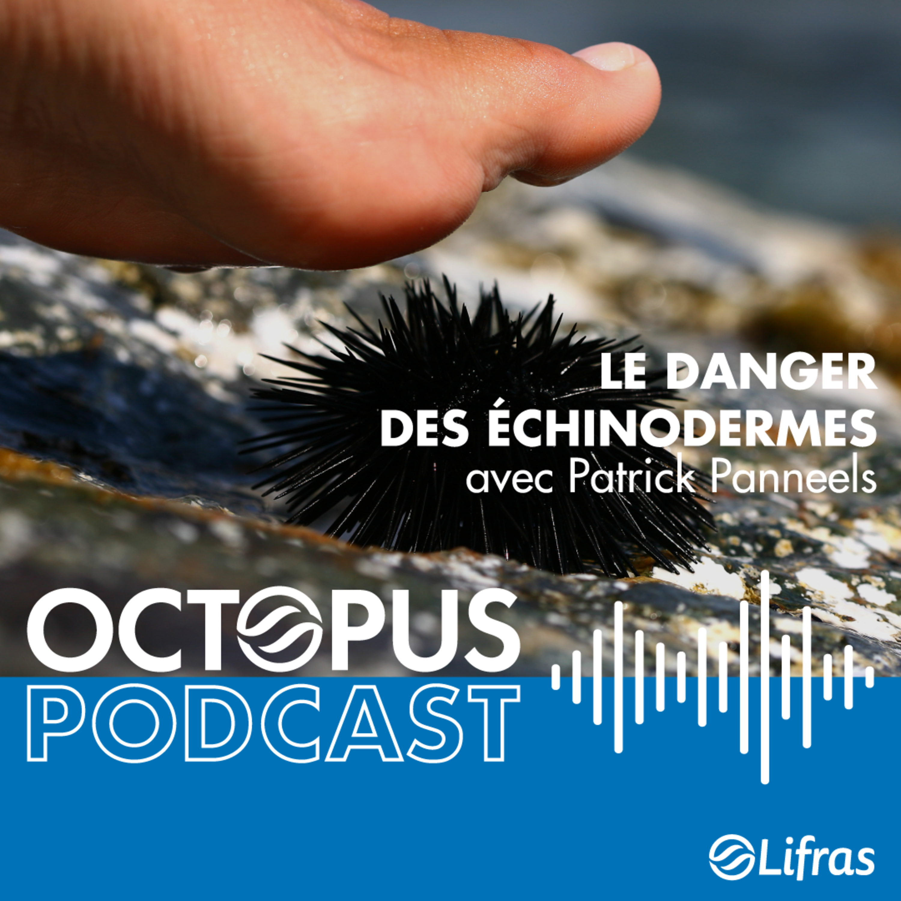 Le danger des échinodermes - avec Patrick Panneels episode artwork