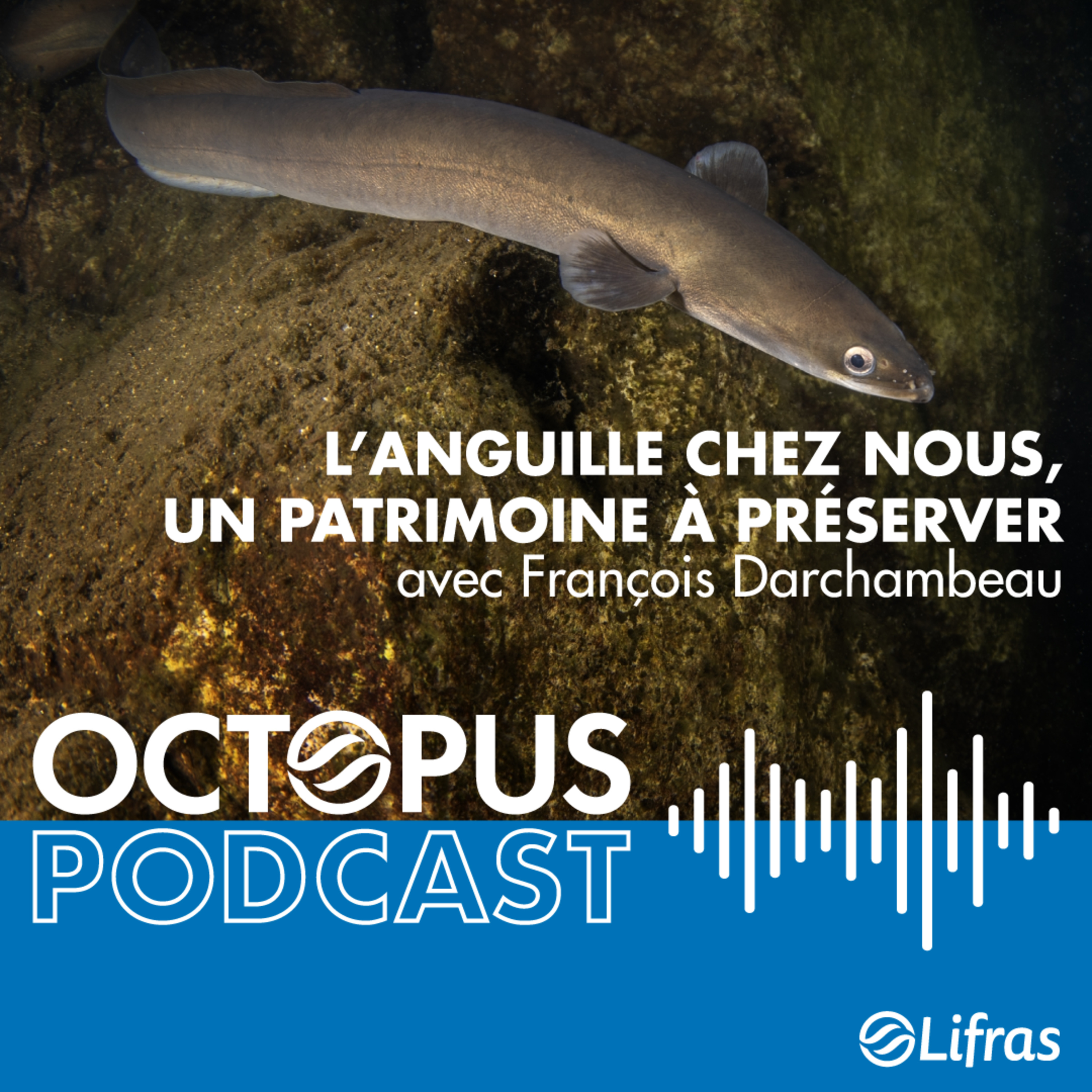 L'anguille chez nous, un patrimoine à préserver - avec François Darchambeau episode artwork
