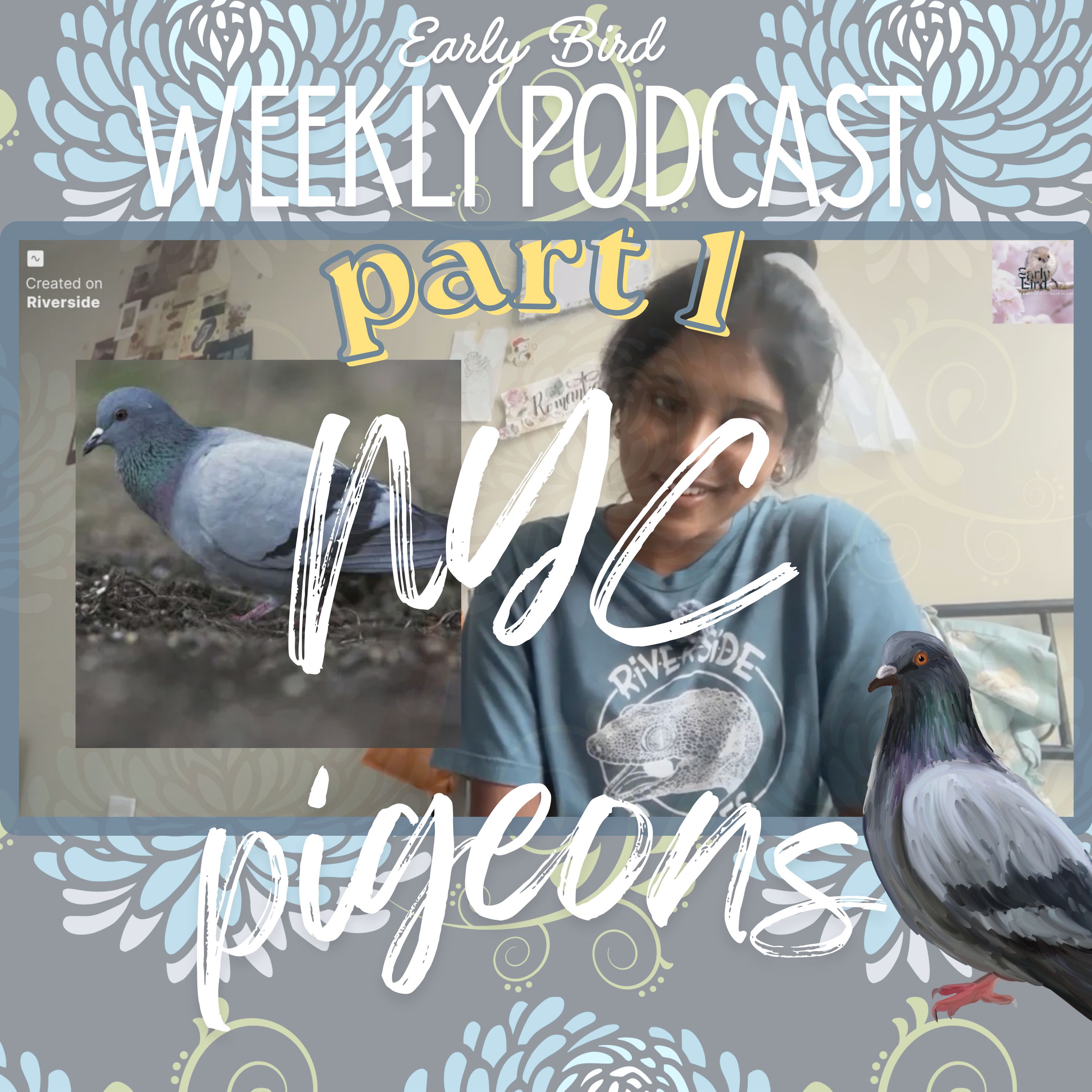 New York City Pigeons (Rock Doves) part 1 episode artwork