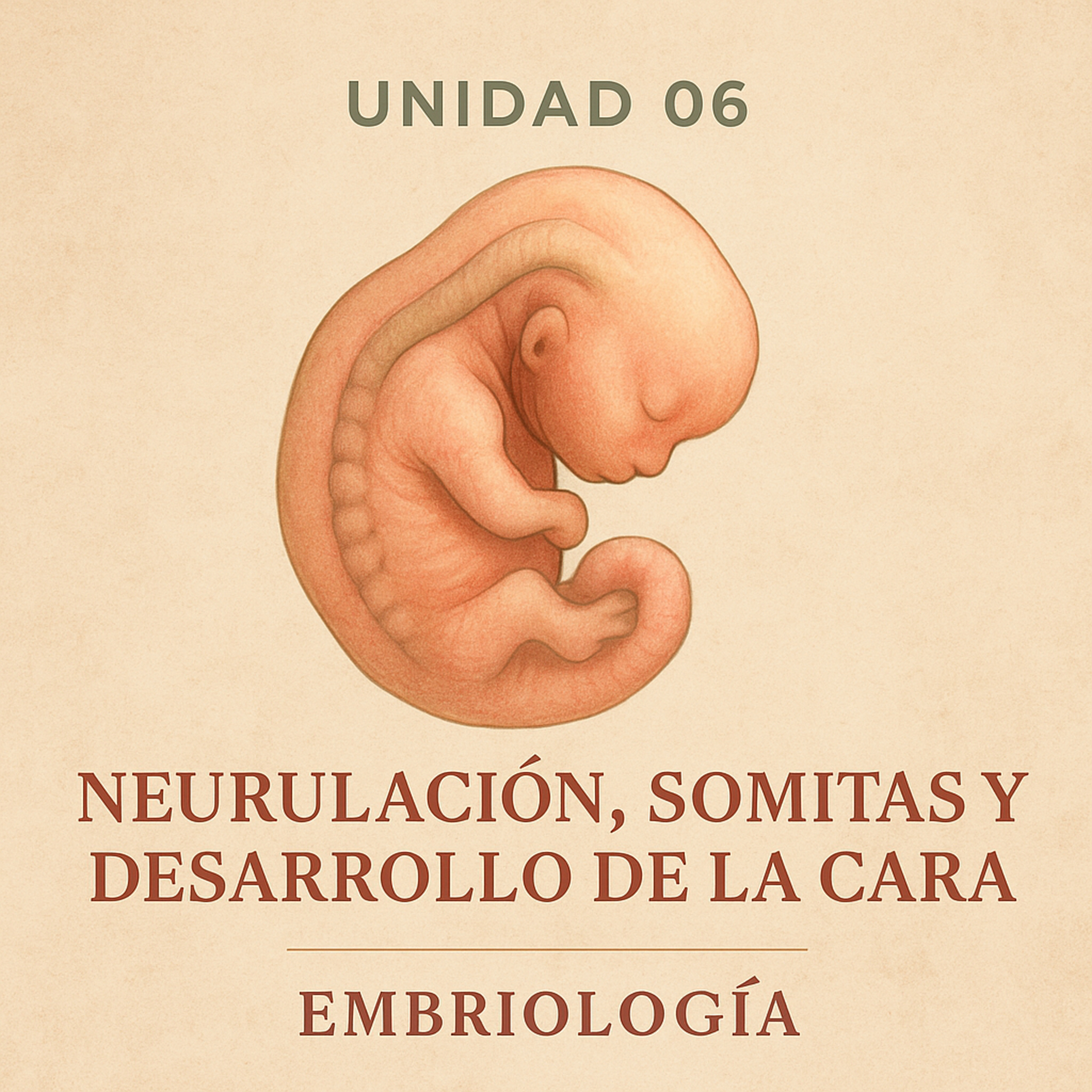 Unidad 06 – Neurulación, somitas y desarrollo de la cara