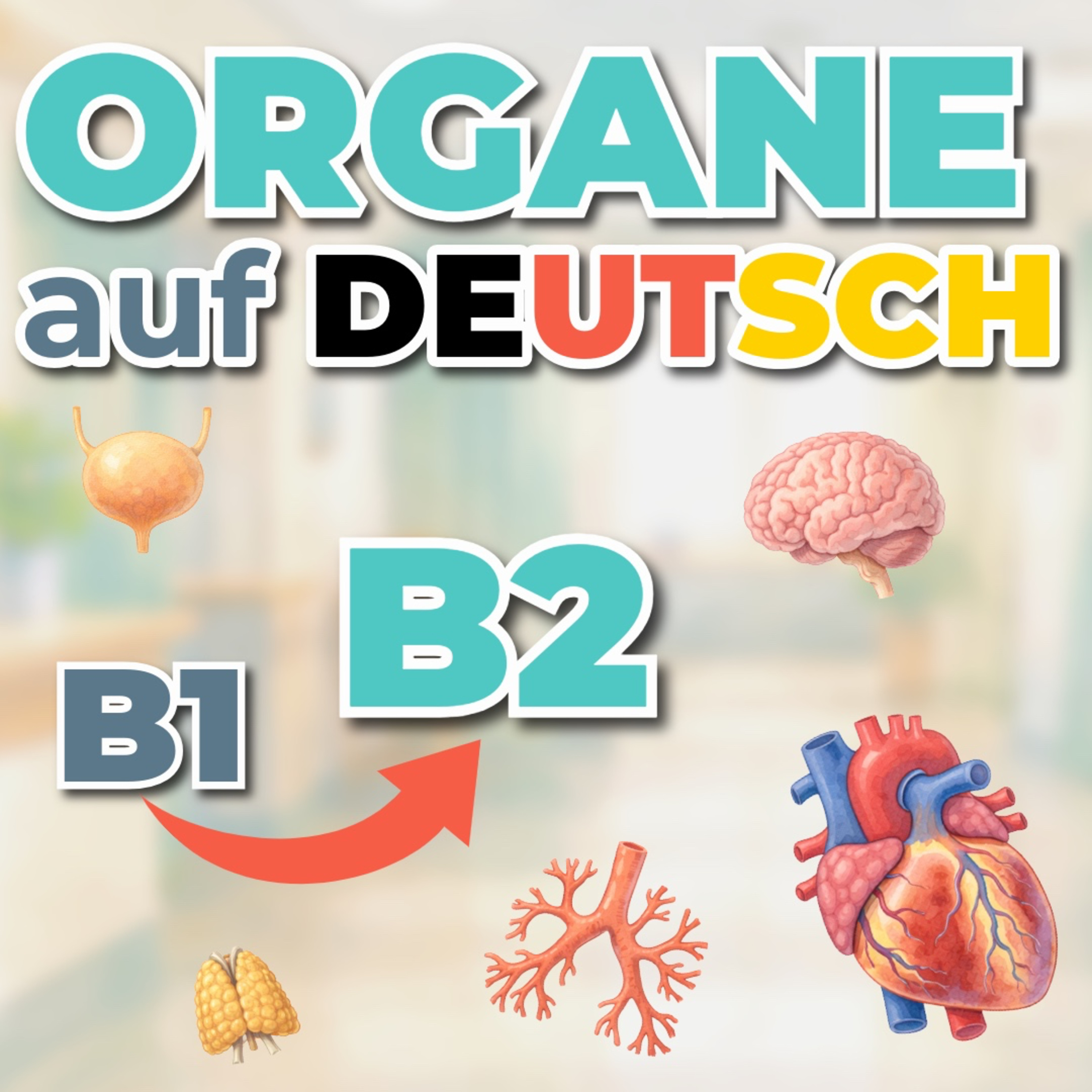 Organe auf Deutsch einfach erklärt | Medizinisches Deutsch für die Pflege