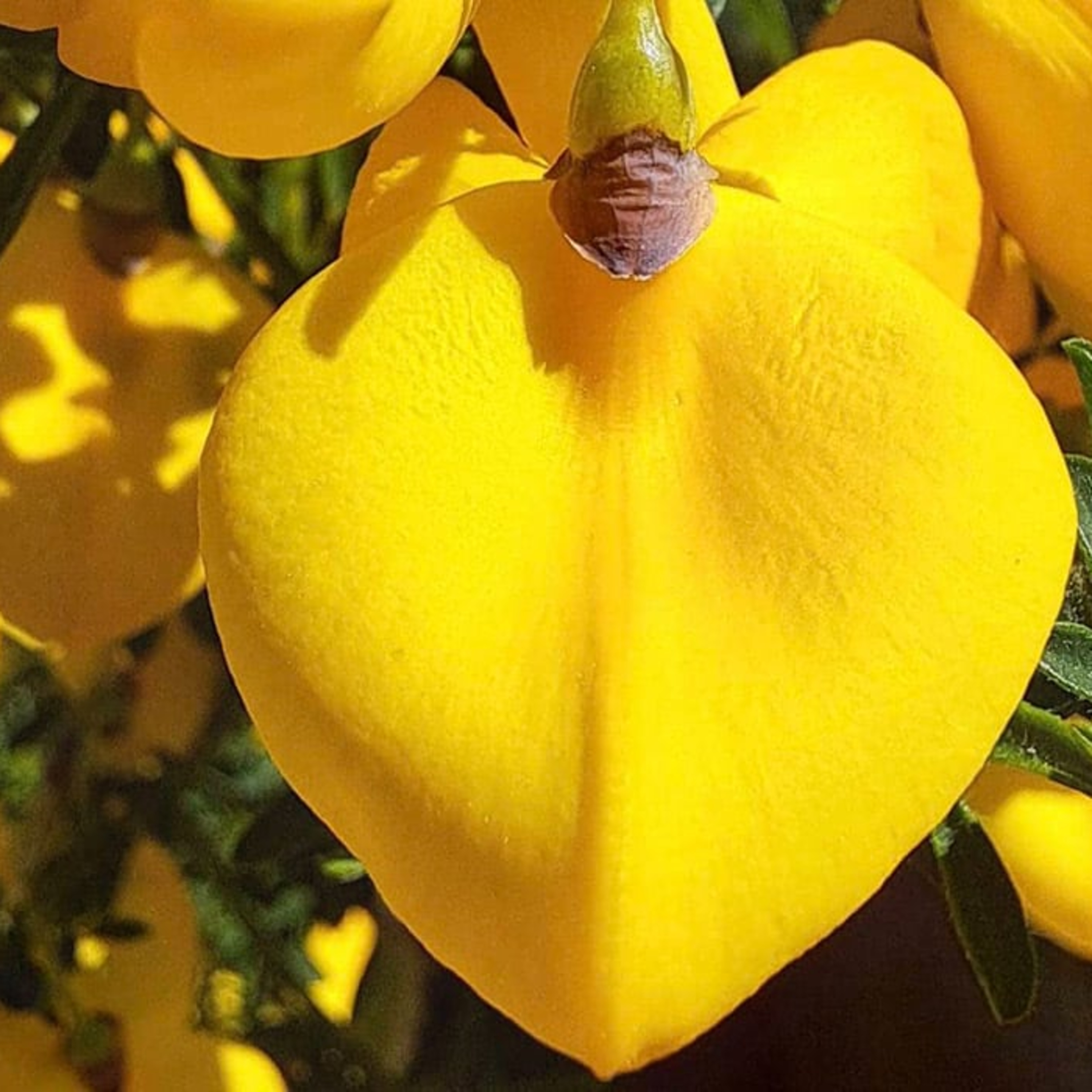 HerzPunkt. Der Dalmanuta Podcast