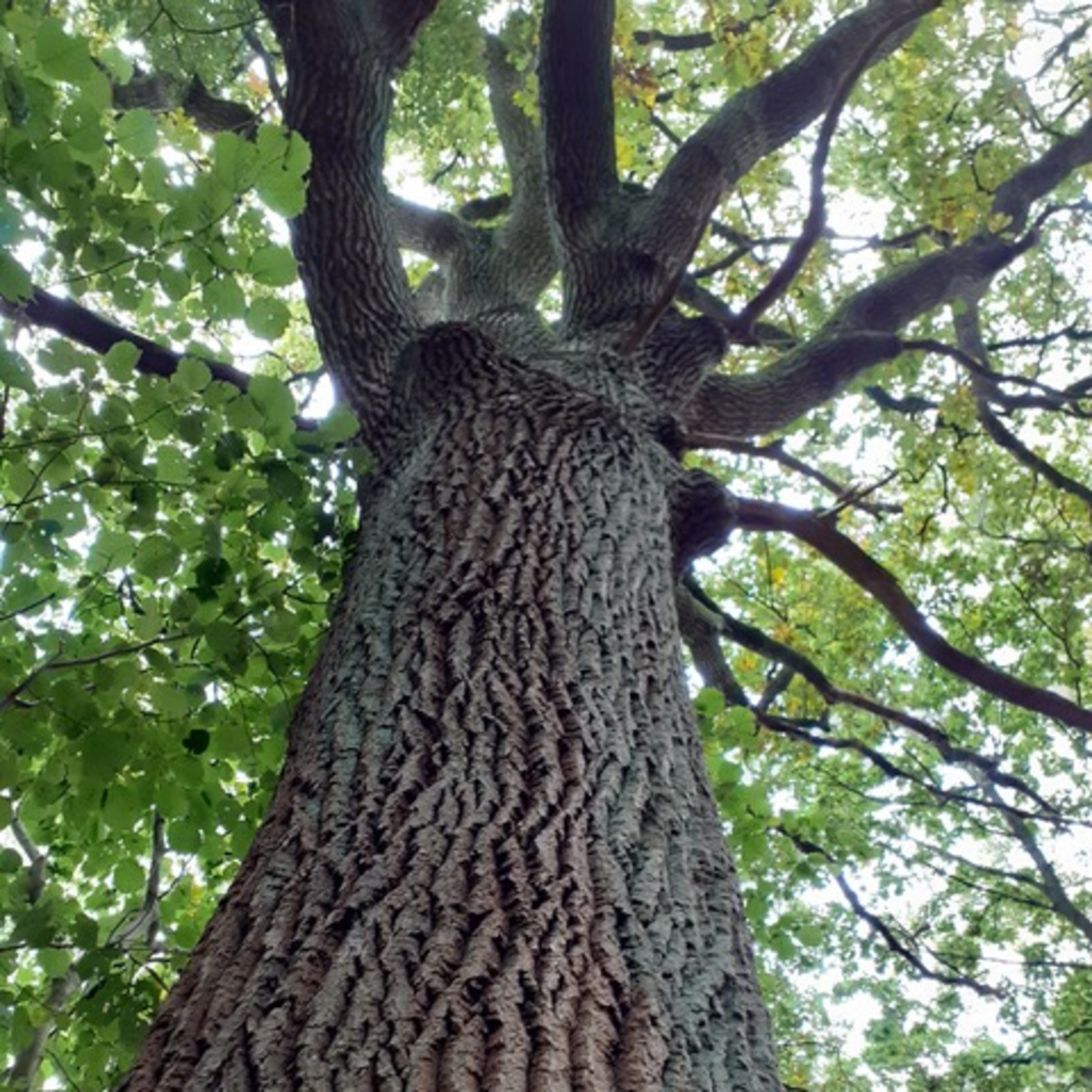 HerzPunkt. Der Dalmanuta Podcast