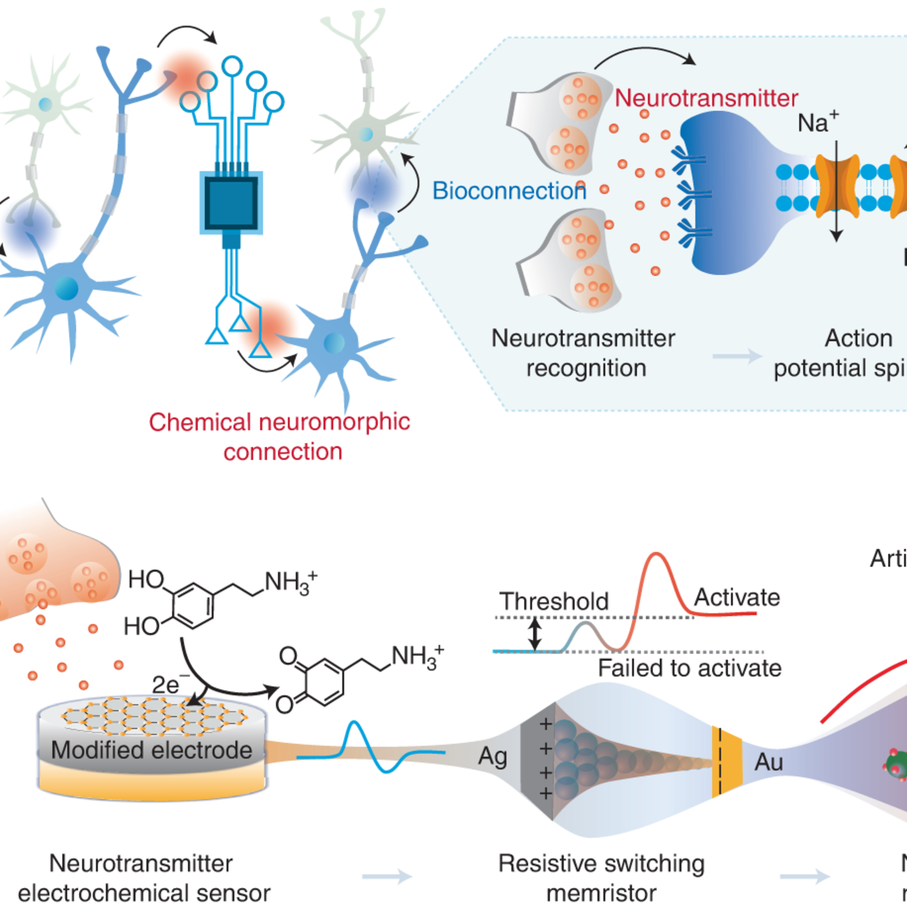 The World’s First Artificial Neuron Mediated by Dopamine episode artwork