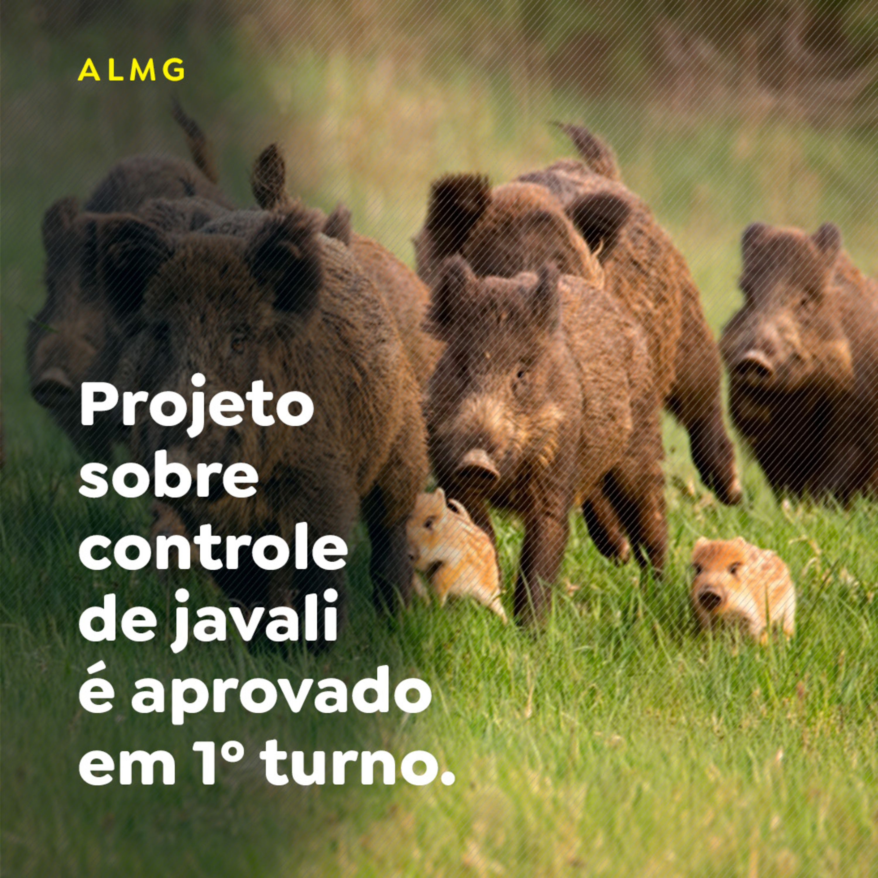 Paracatu Rural - Jornal do agronegócio