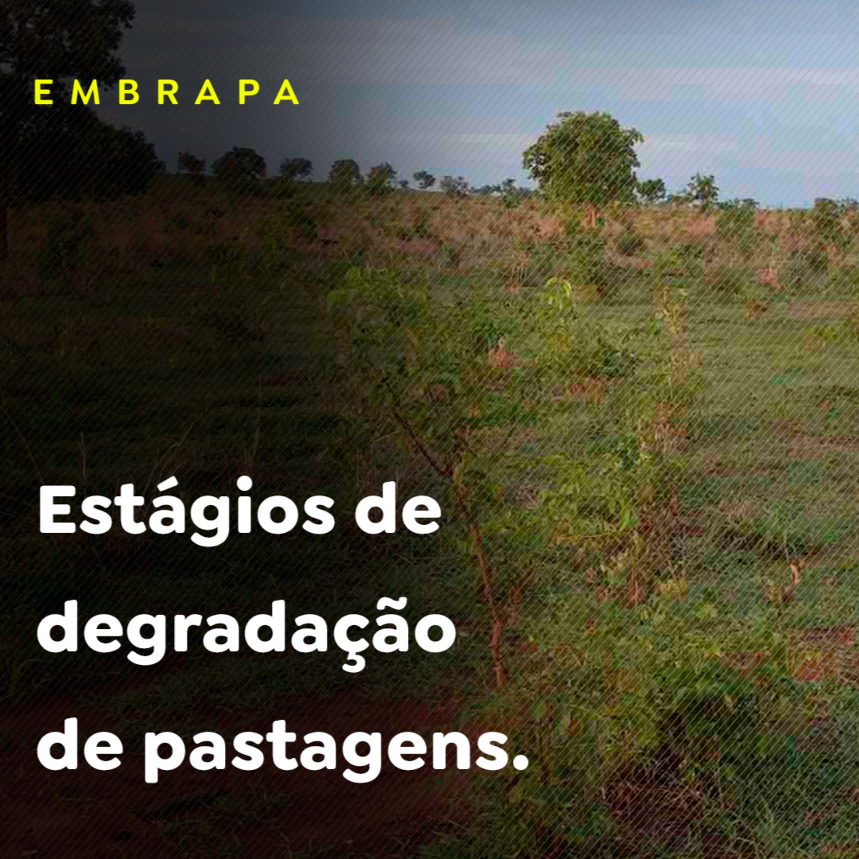 Estágios de degradação de pastagens