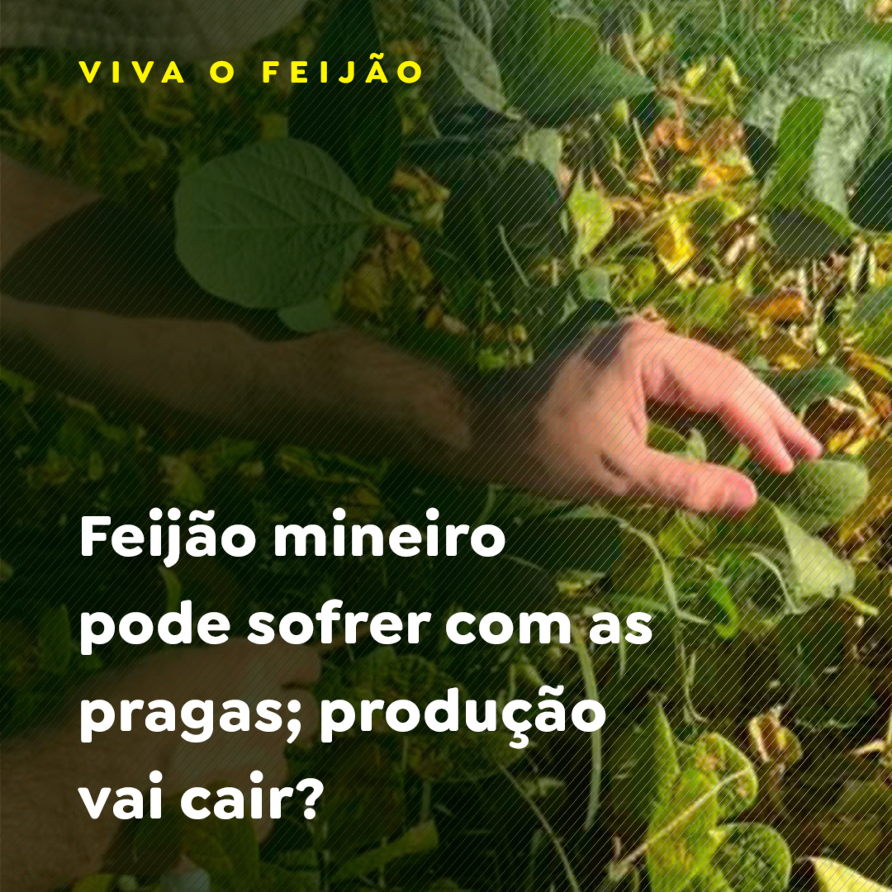 Paracatu Rural - Jornal do agronegócio