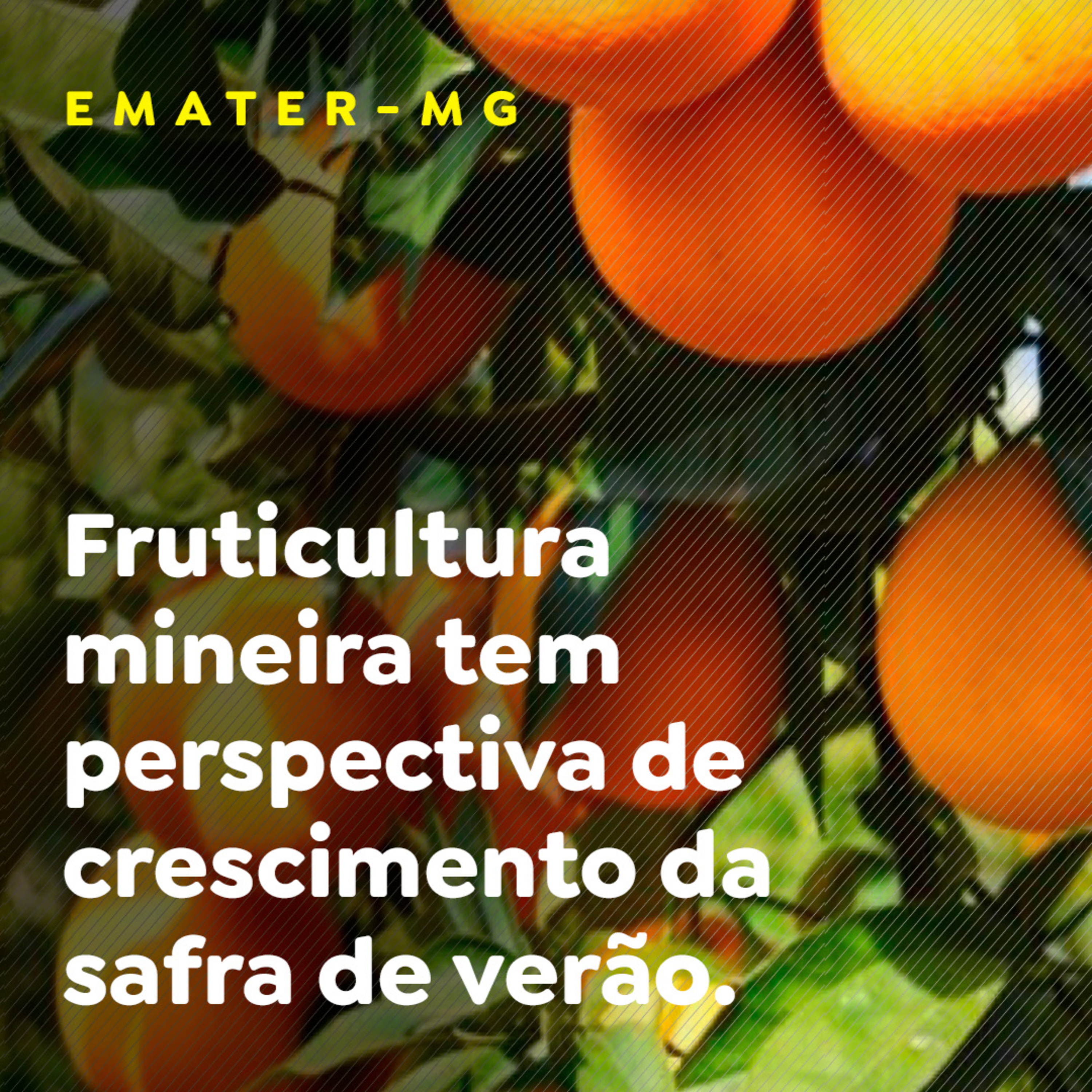 EMATER-MG episode artwork