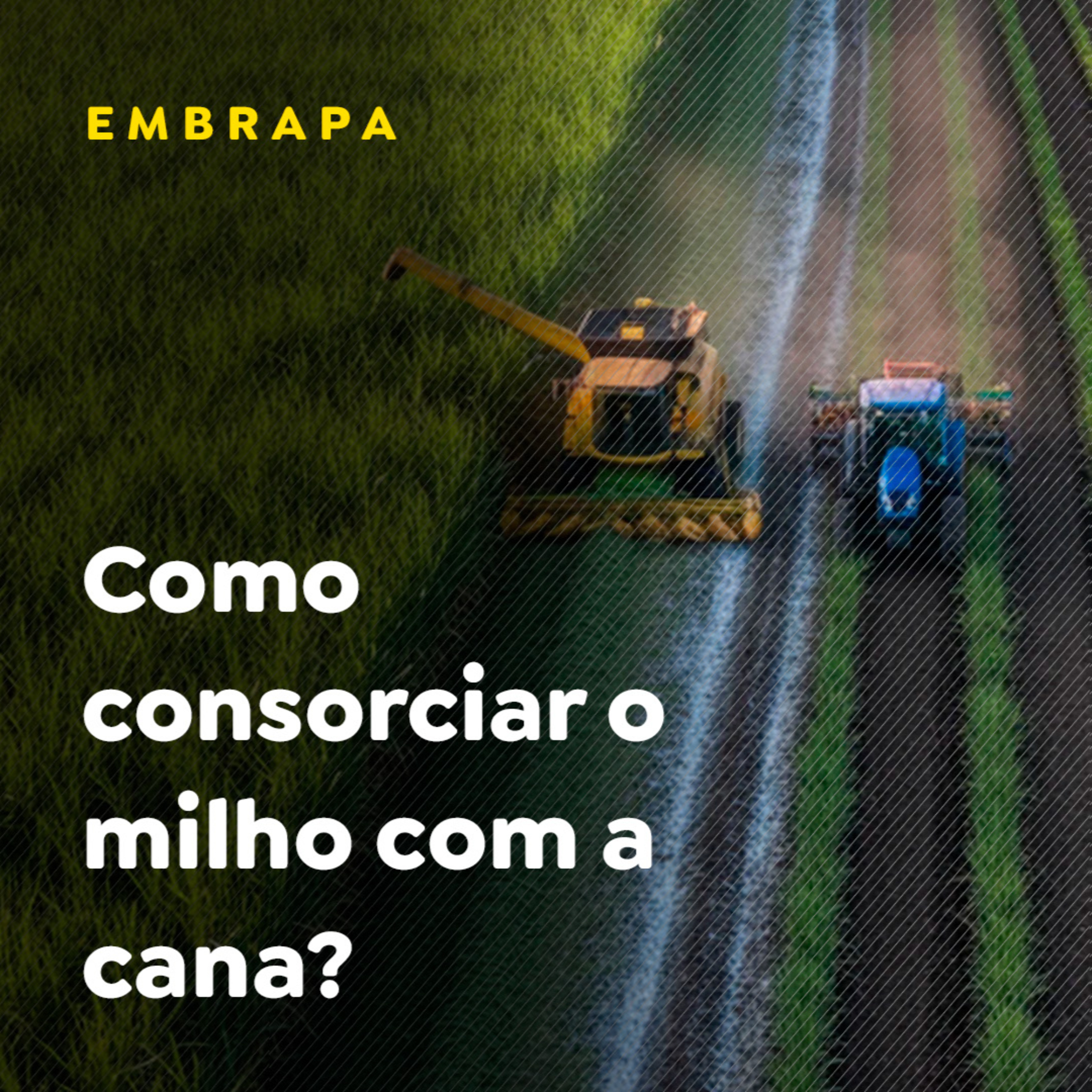 Como Consorciar o Milho com a Cana? episode artwork