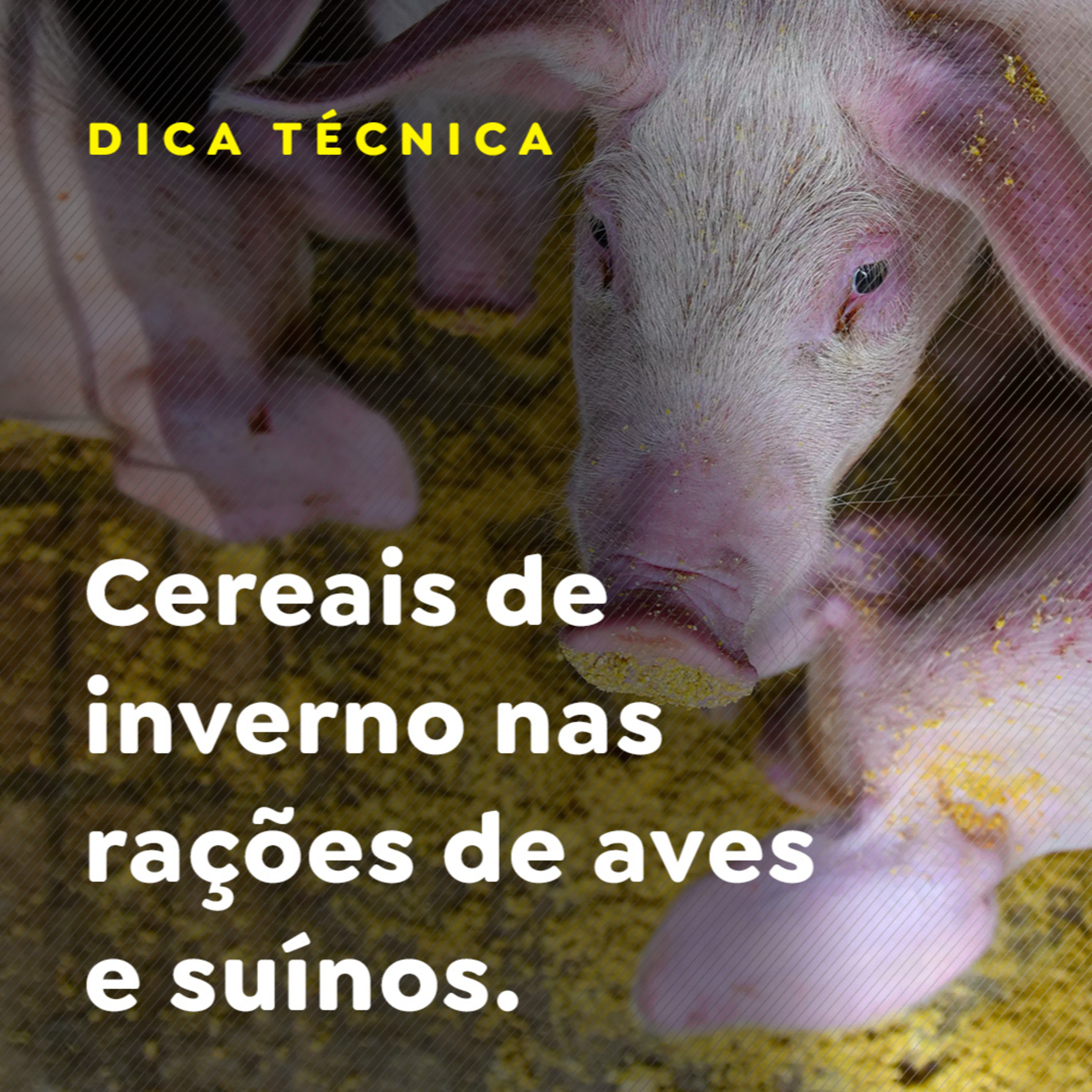 Cereais de inverno nas rações de aves e suínos episode artwork