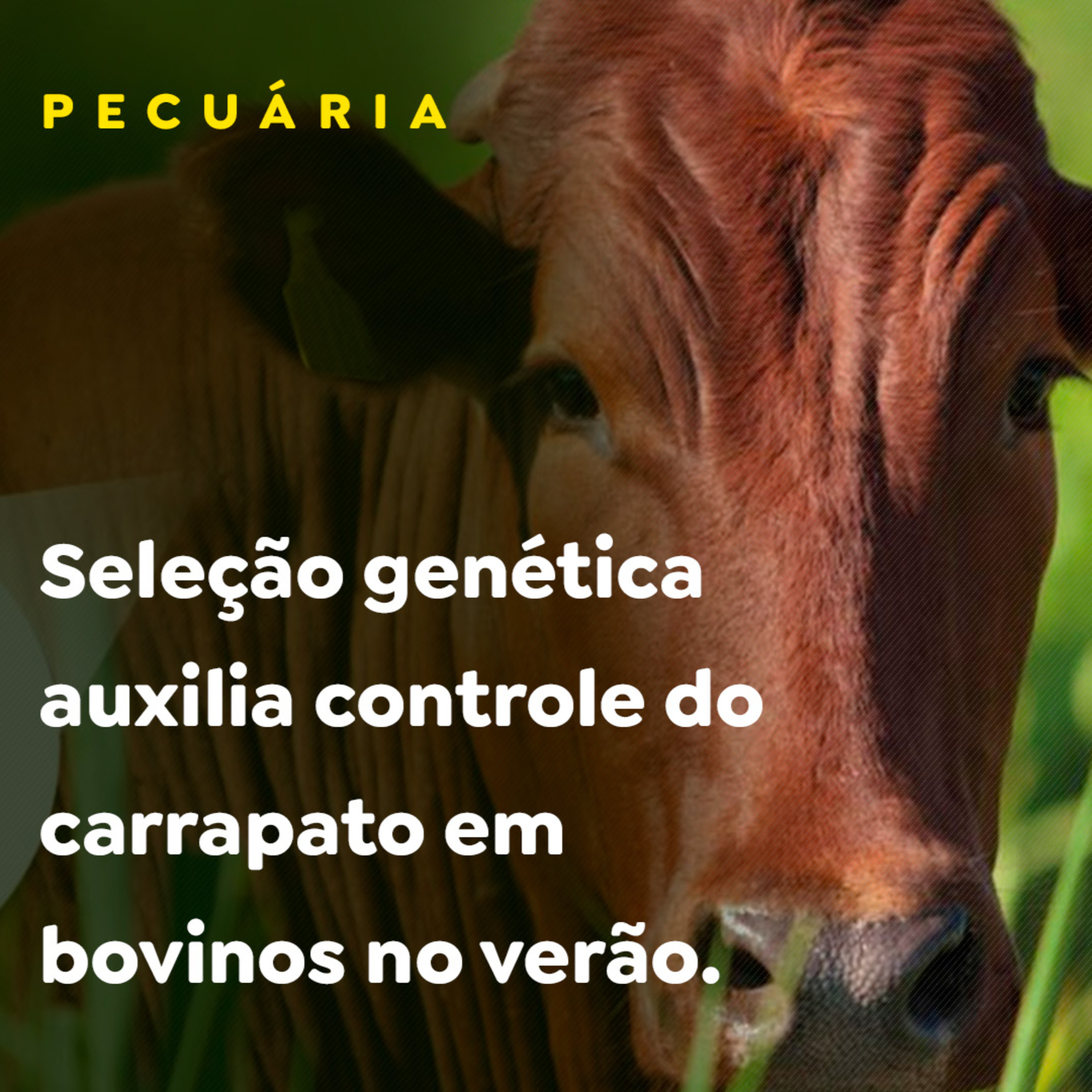 PECUÁRIA episode artwork