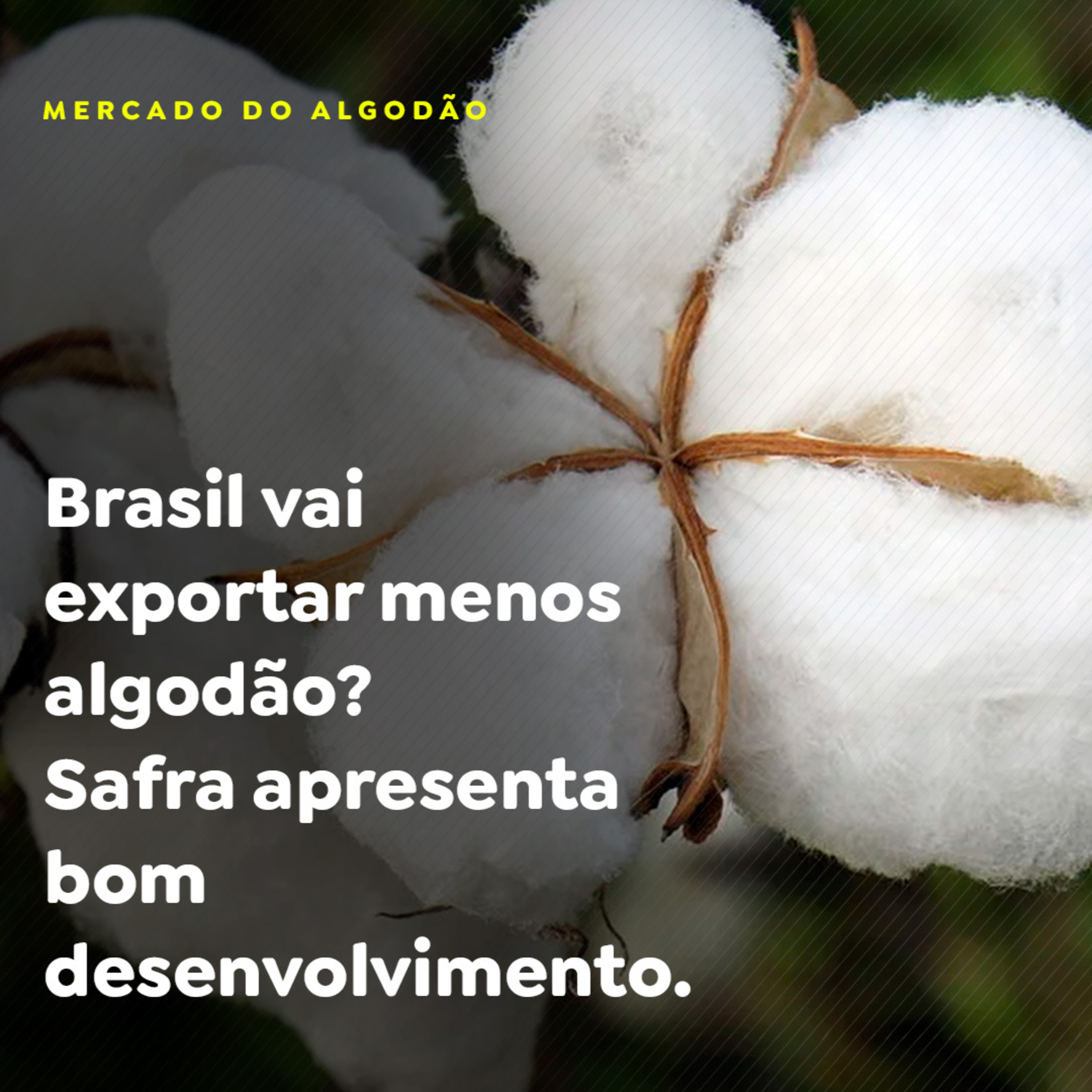 MERCADO DO ALGODÃO - P2 episode artwork