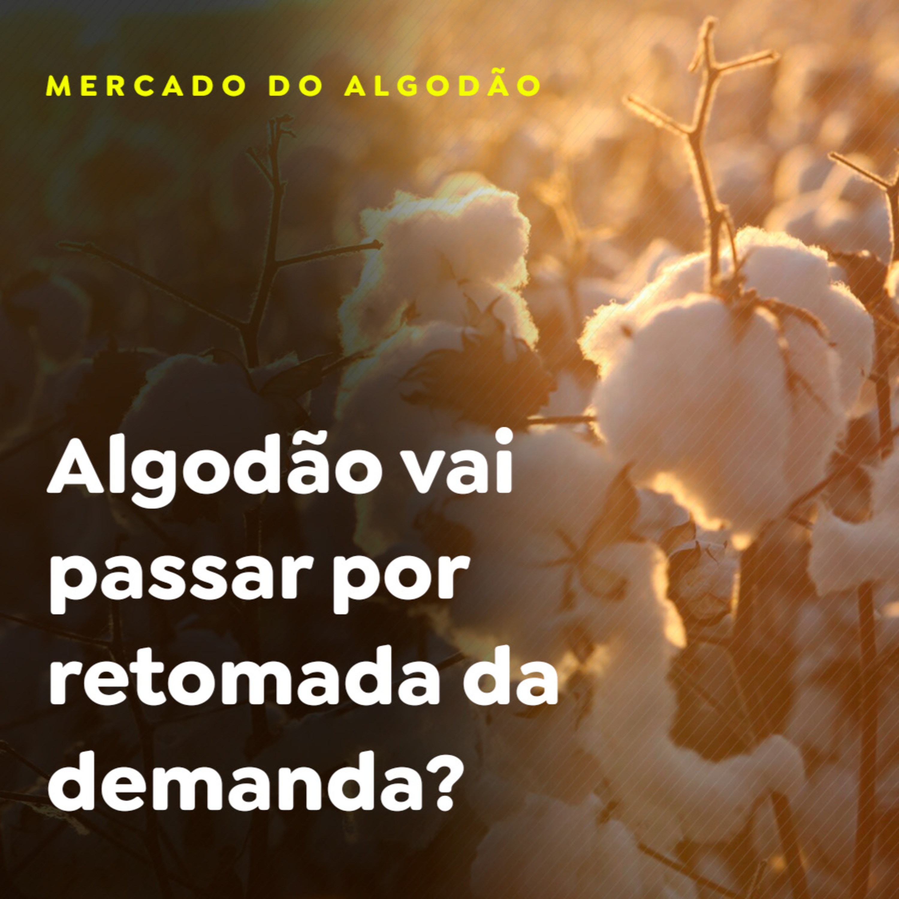 MERCADO DO ALGODÃO - P1 episode artwork