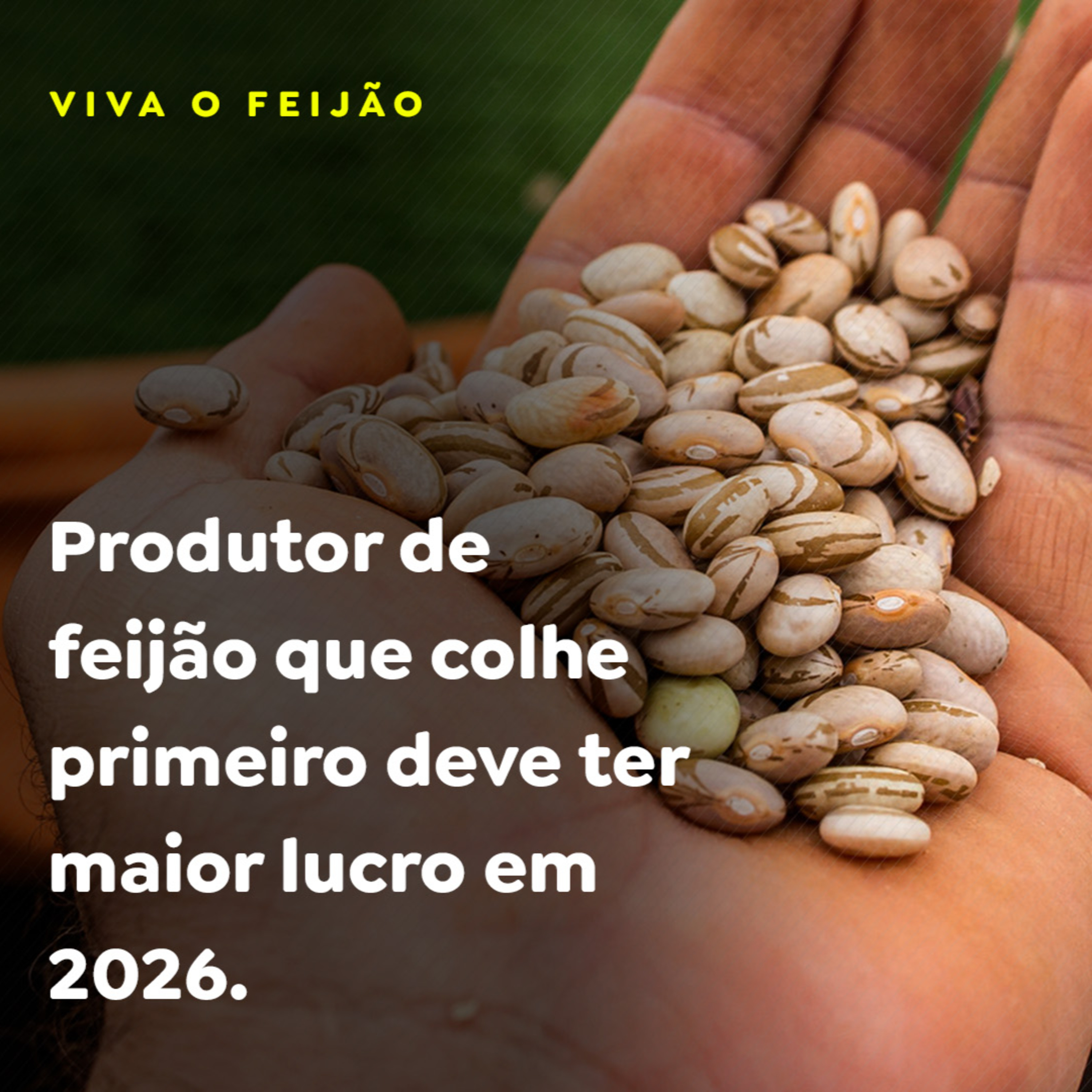 VIVA O FEIJÃO episode artwork