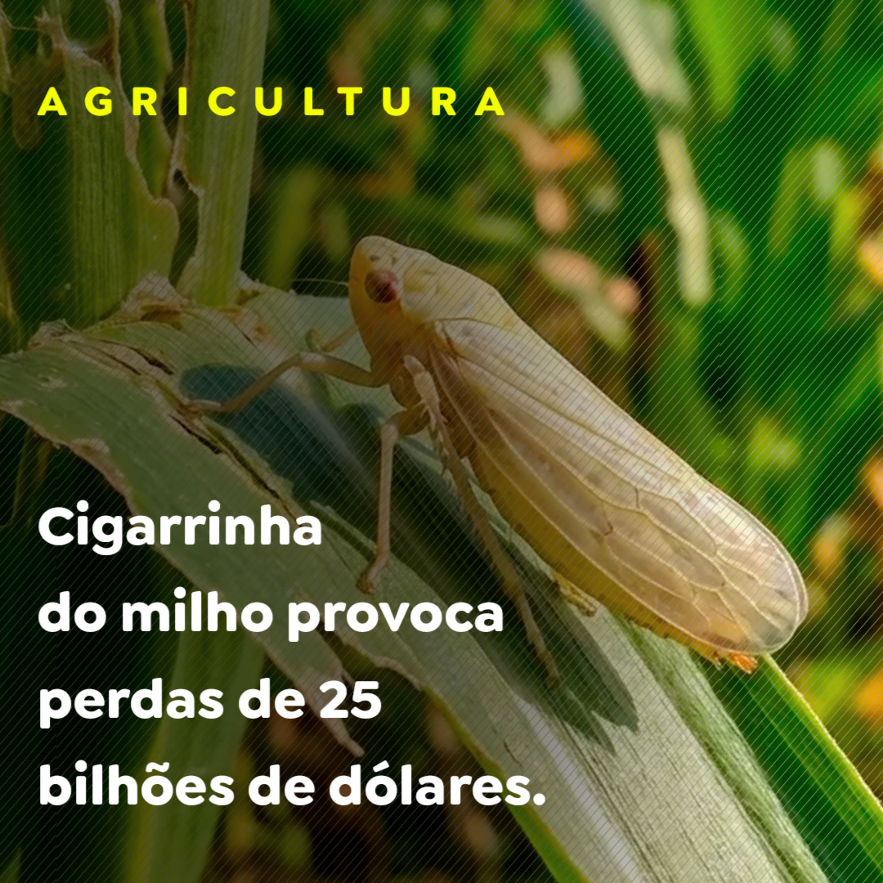 AGRICULTURA episode artwork