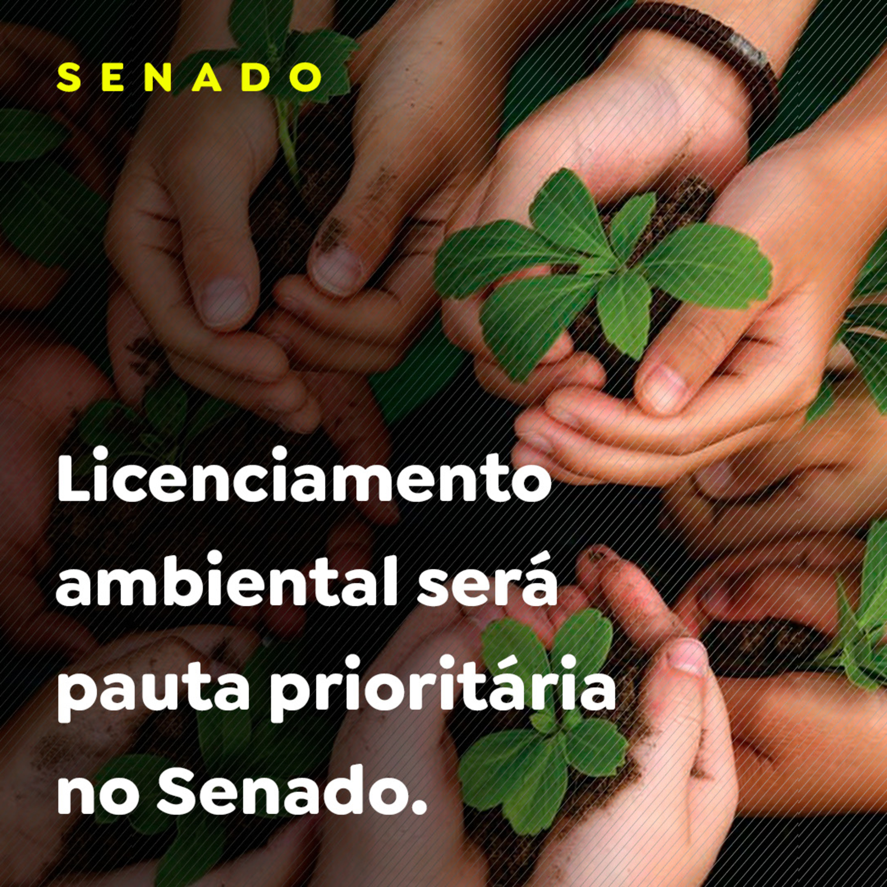 SENADO episode artwork