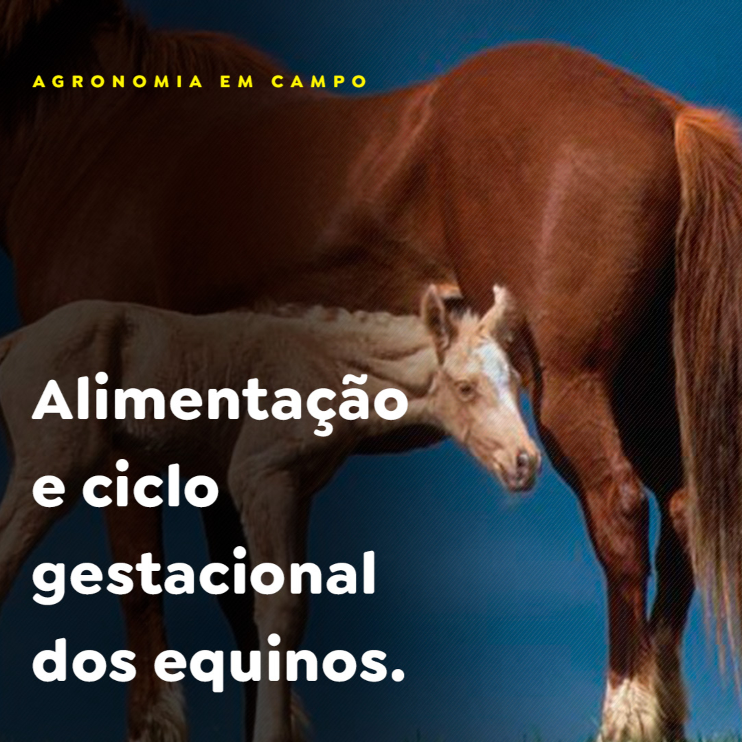 AGRONOMIA EM CAMPO episode artwork
