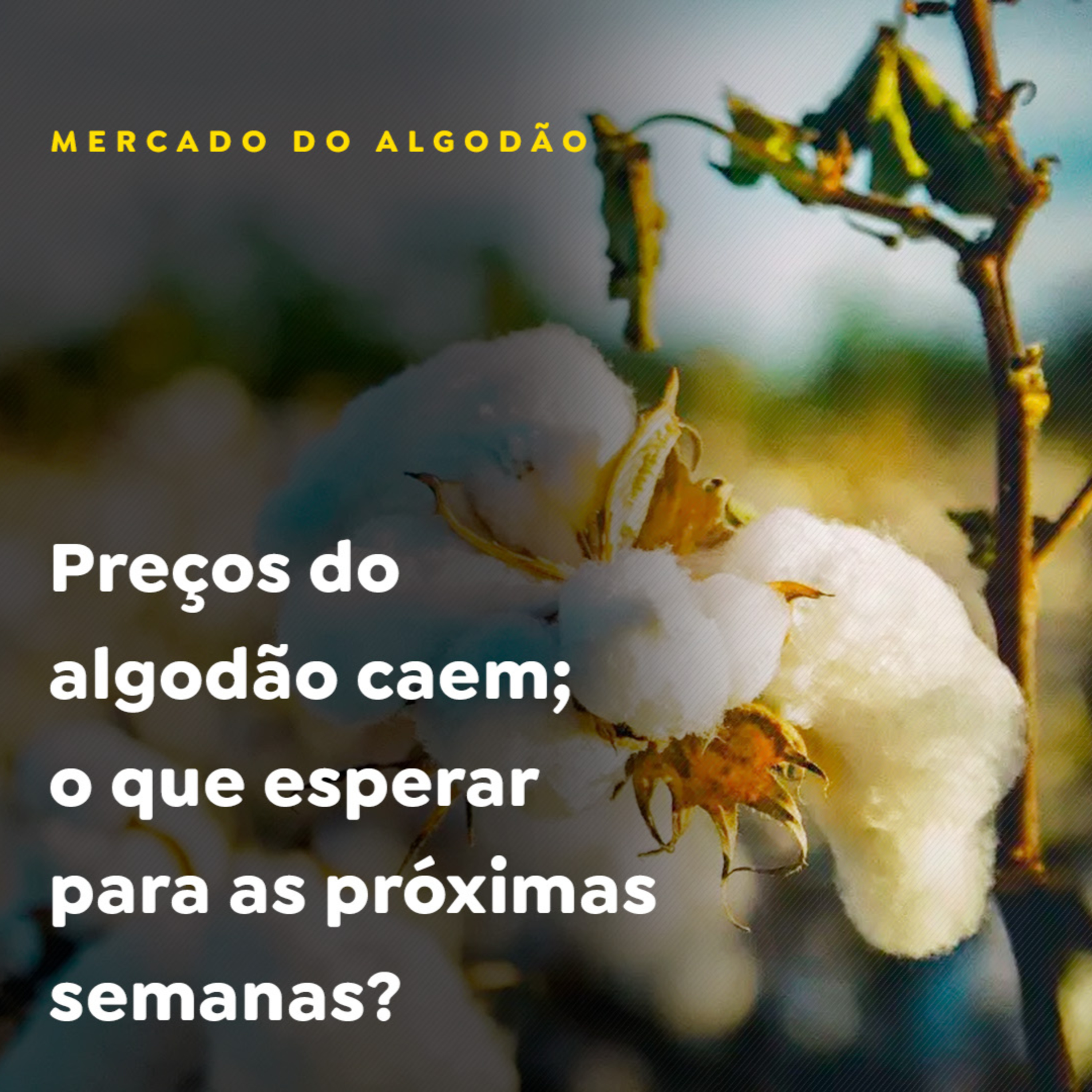Preços do algodão caem; o que esperar para as próximas semanas? episode artwork
