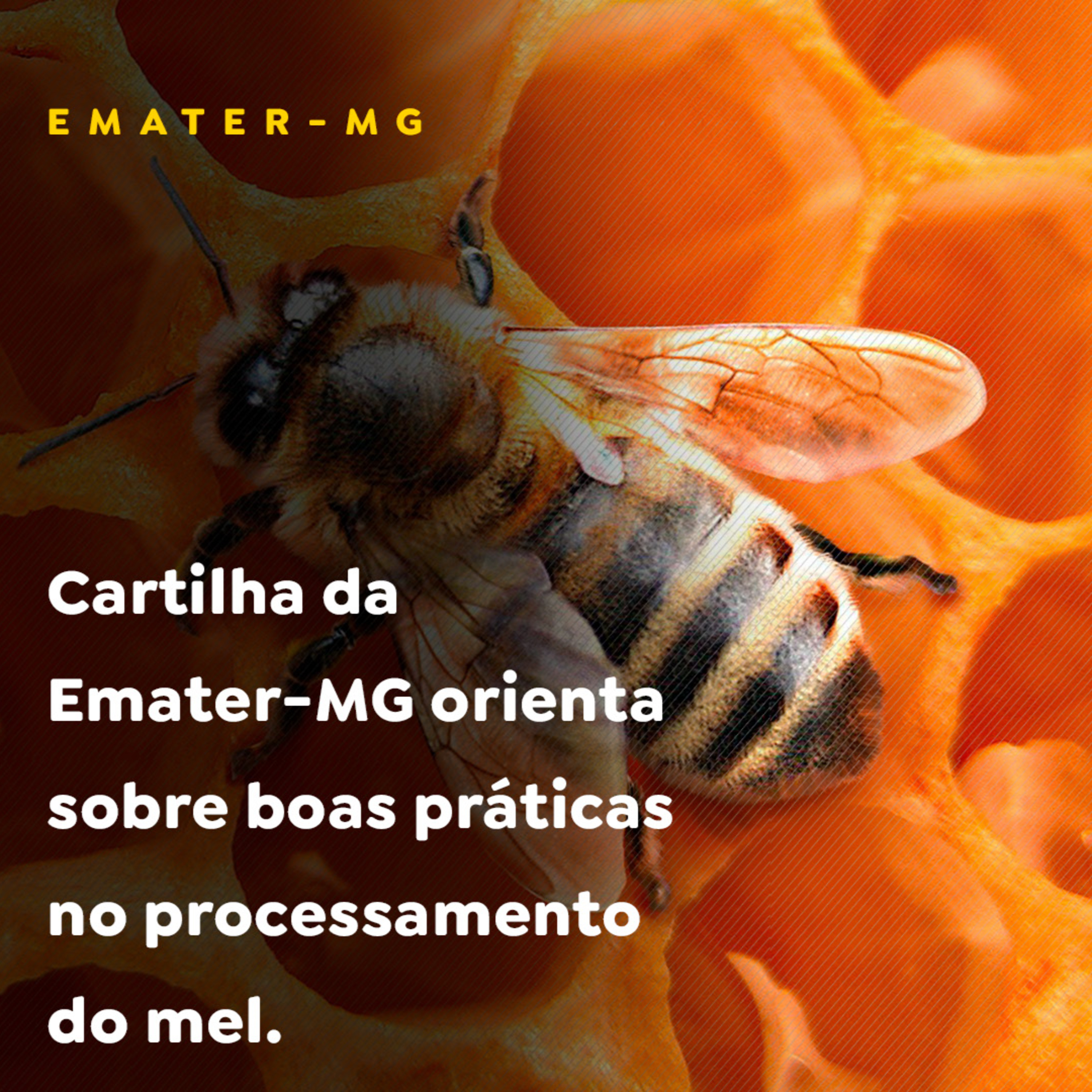 Cartilha da Emater-MG orienta sobre boas práticas no processamento do mel. episode artwork