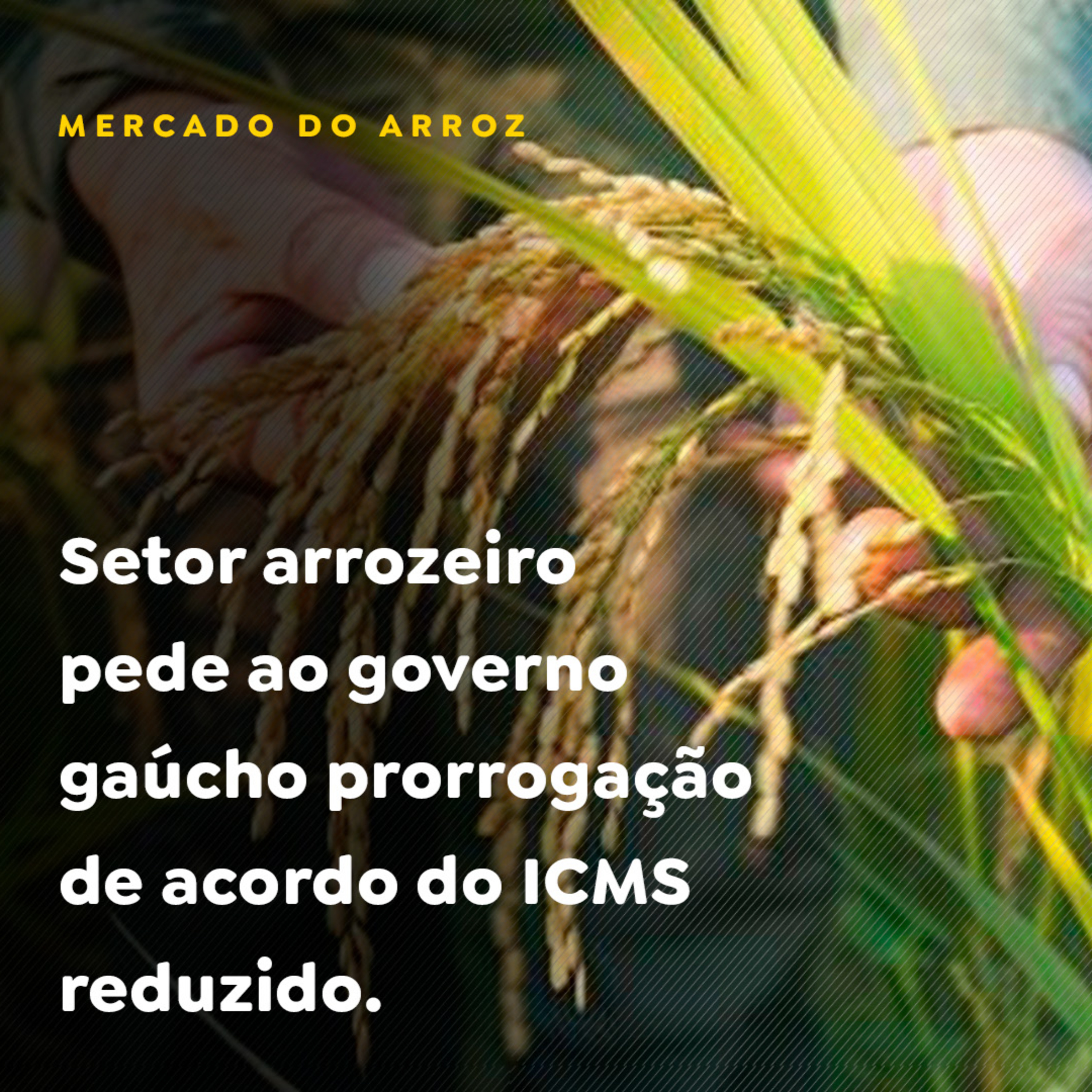 Setor arrozeiro pede ao governo gaúcho prorrogação de acordo do ICMS reduzido episode artwork