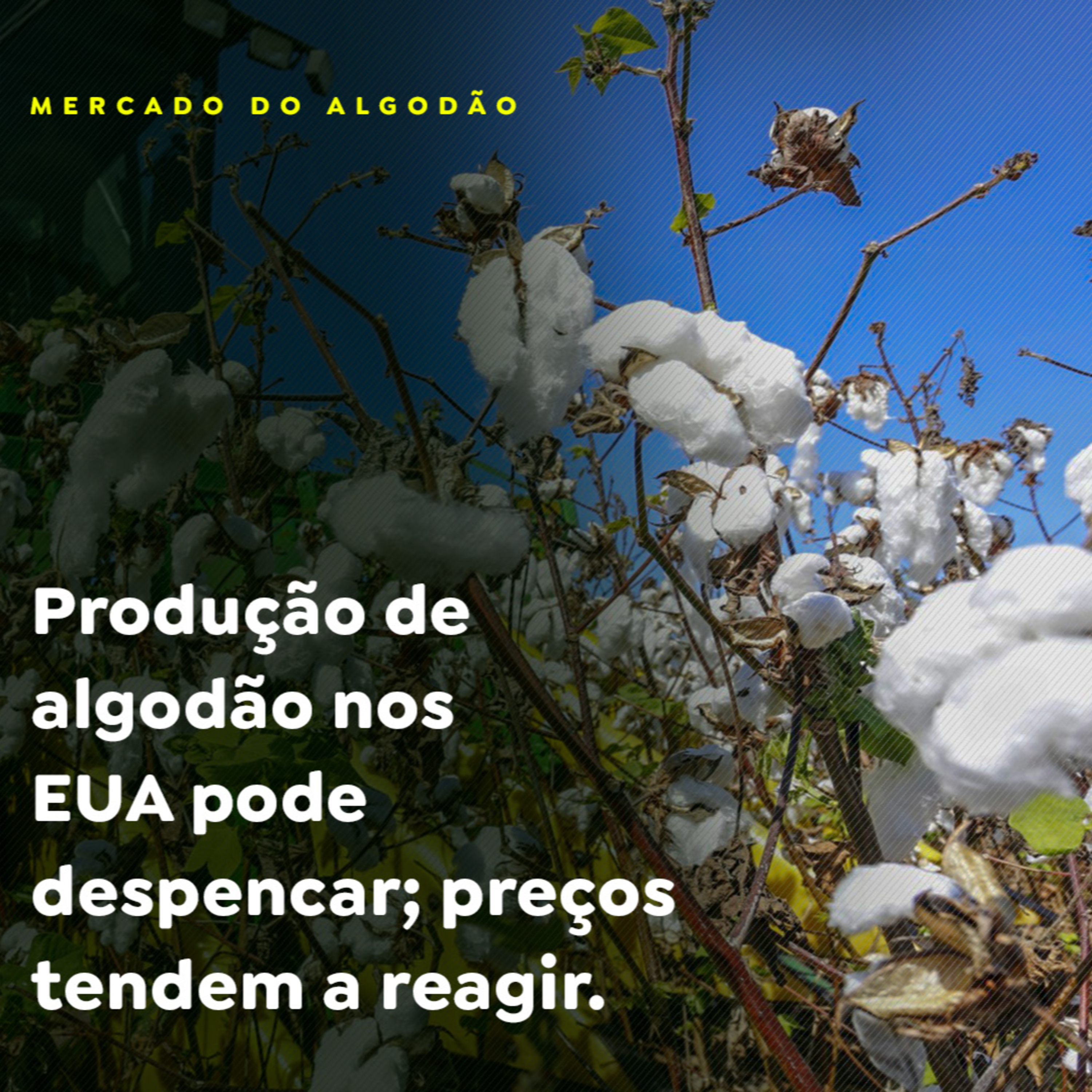 Produção de algodão nos EUA pode despencar; preços tendem a reagir episode artwork
