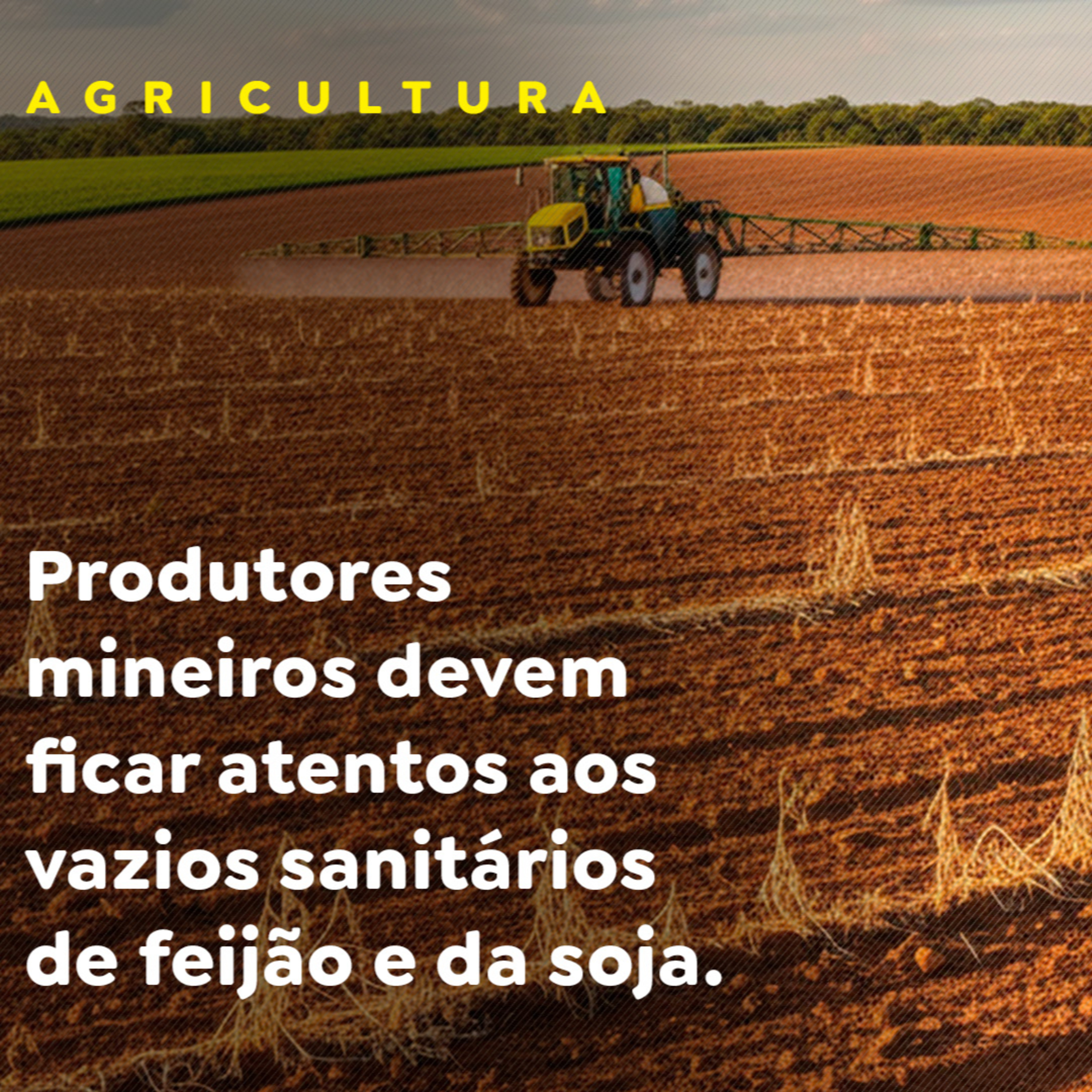 Produtores mineiros devem ficar atentos aos vazios sanitários de feijão e da soja episode artwork