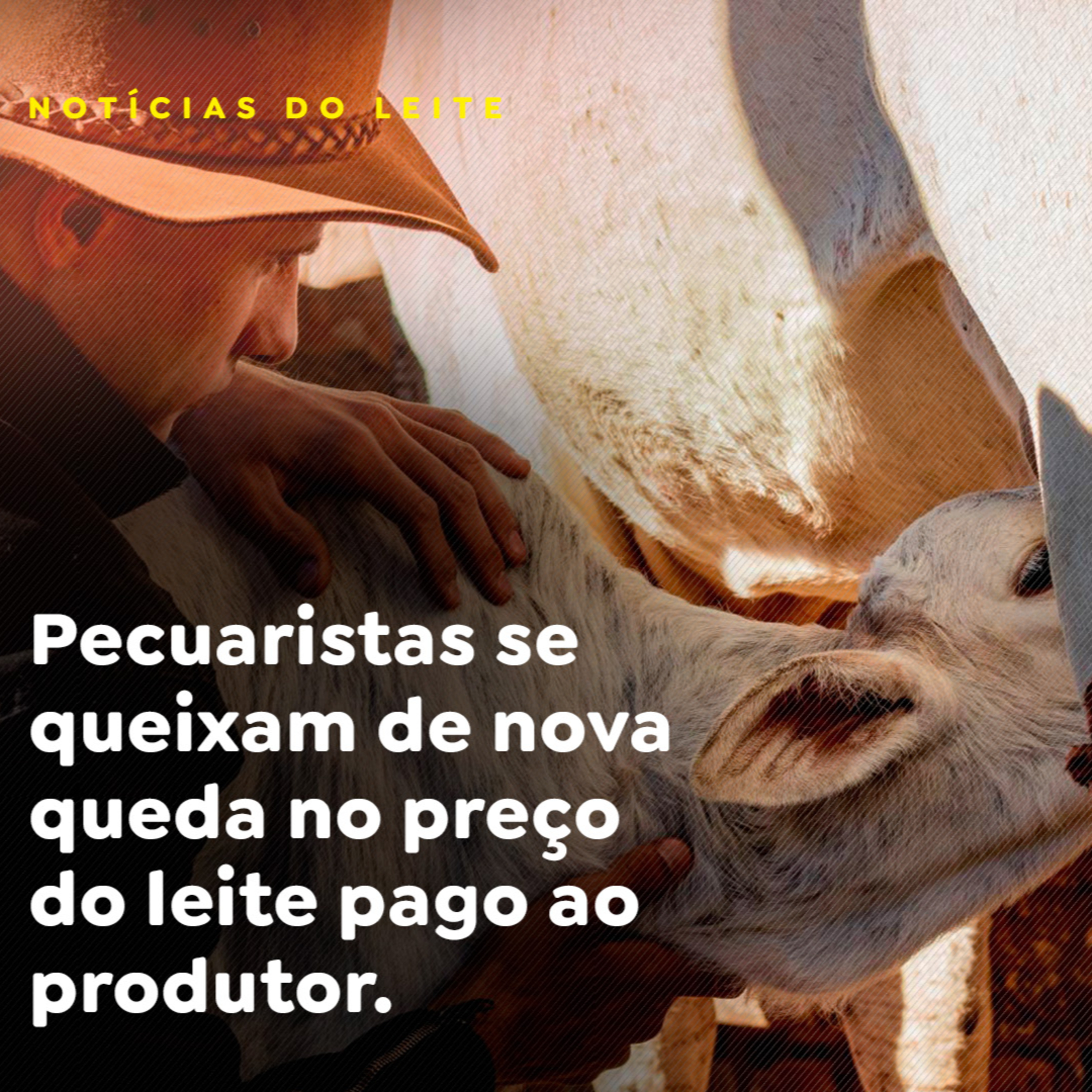 Pecuaristas se queixam de nova queda no preço do leite pago ao produtor episode artwork