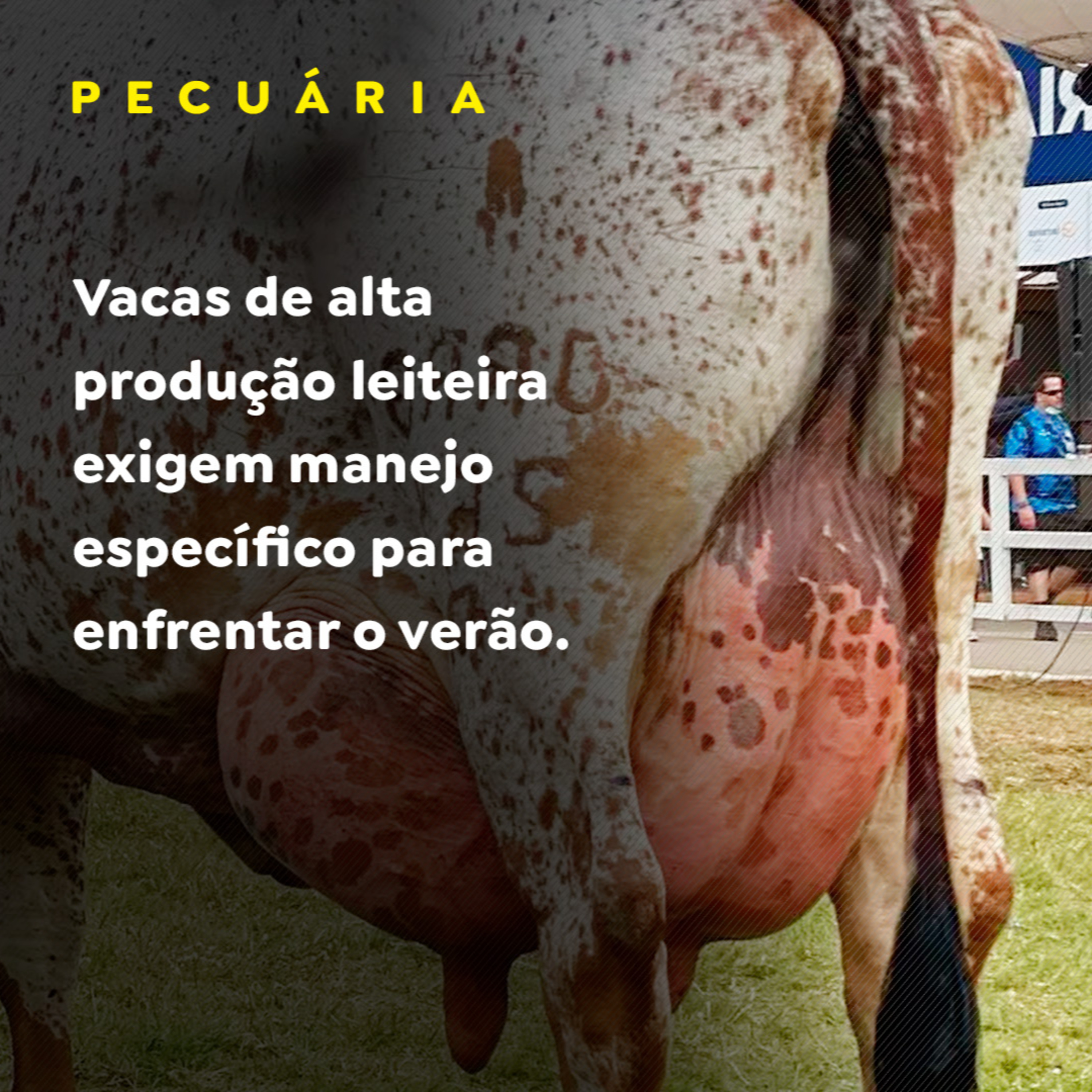 Vacas de alta produção leiteira exigem manejo específico para enfrentar o verão episode artwork