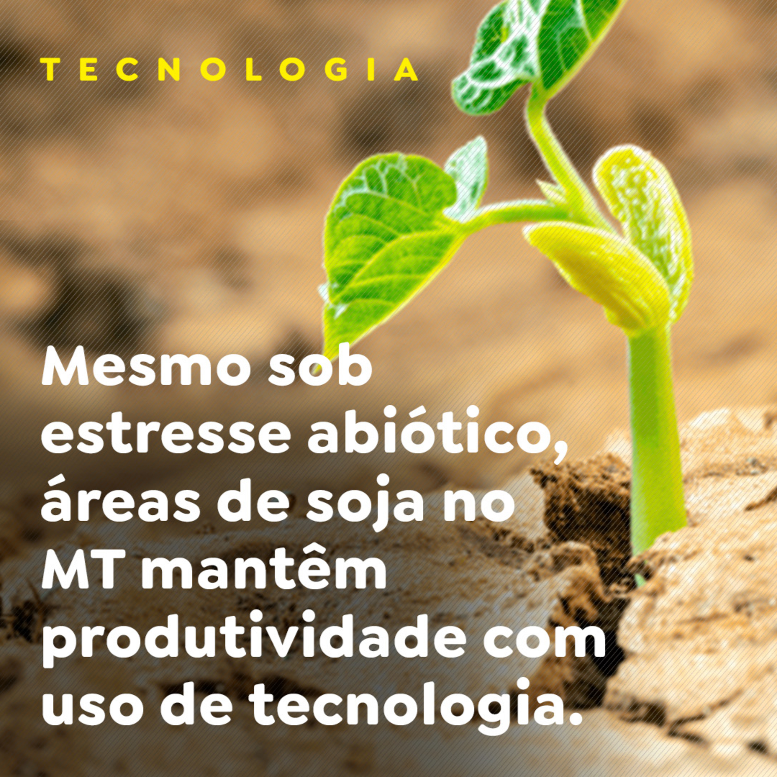 Mesmo sob estresse abiótico, áreas de soja no MT mantêm produtividade com uso de tecnologia episode artwork
