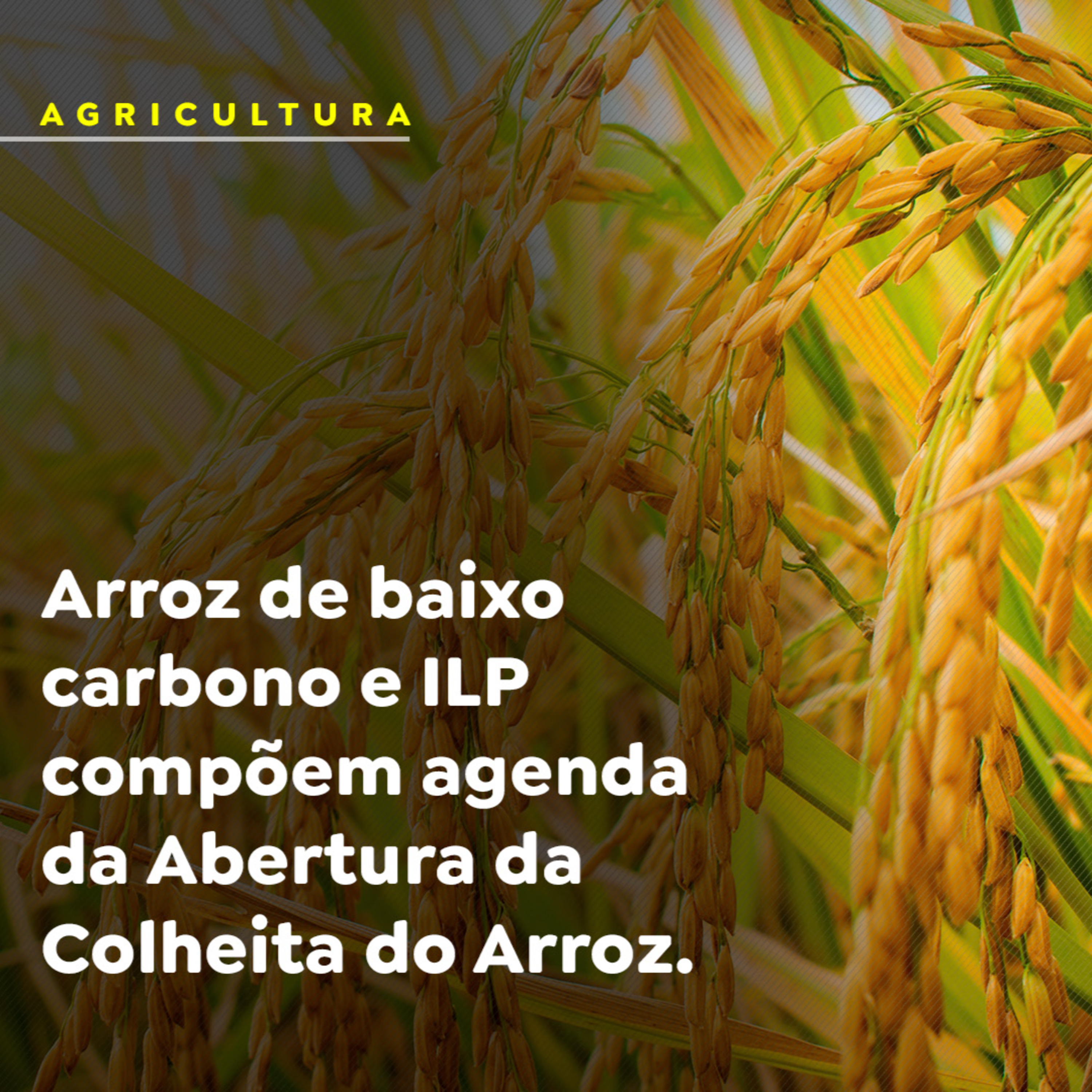 Arroz de baixo carbono e ILP compõem agenda da Abertura da Colheita do Arroz episode artwork
