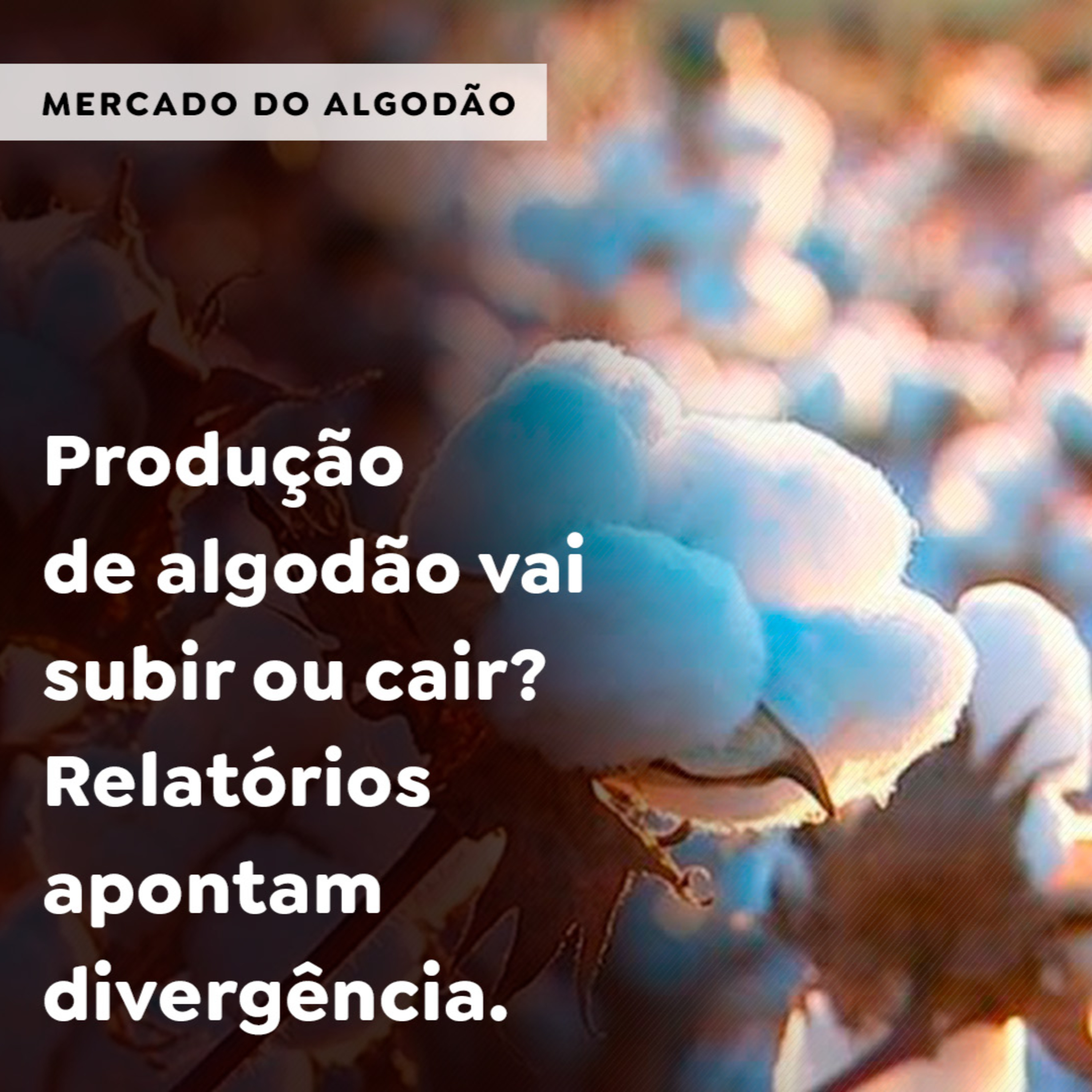 Produção de algodão vai subir ou cair? Relatórios apontam divergência  episode artwork