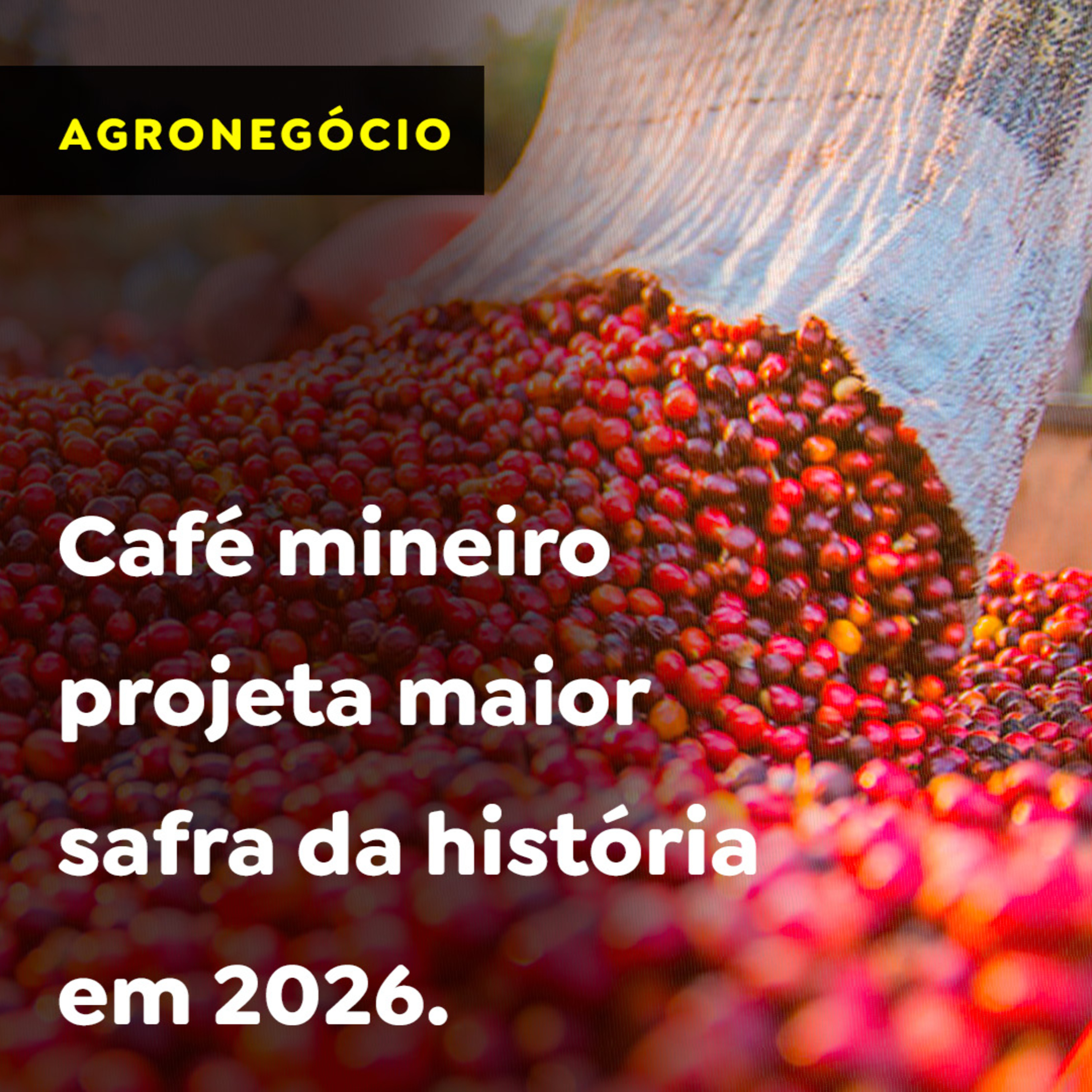 Café mineiro projeta maior safra da história em 2026 episode artwork
