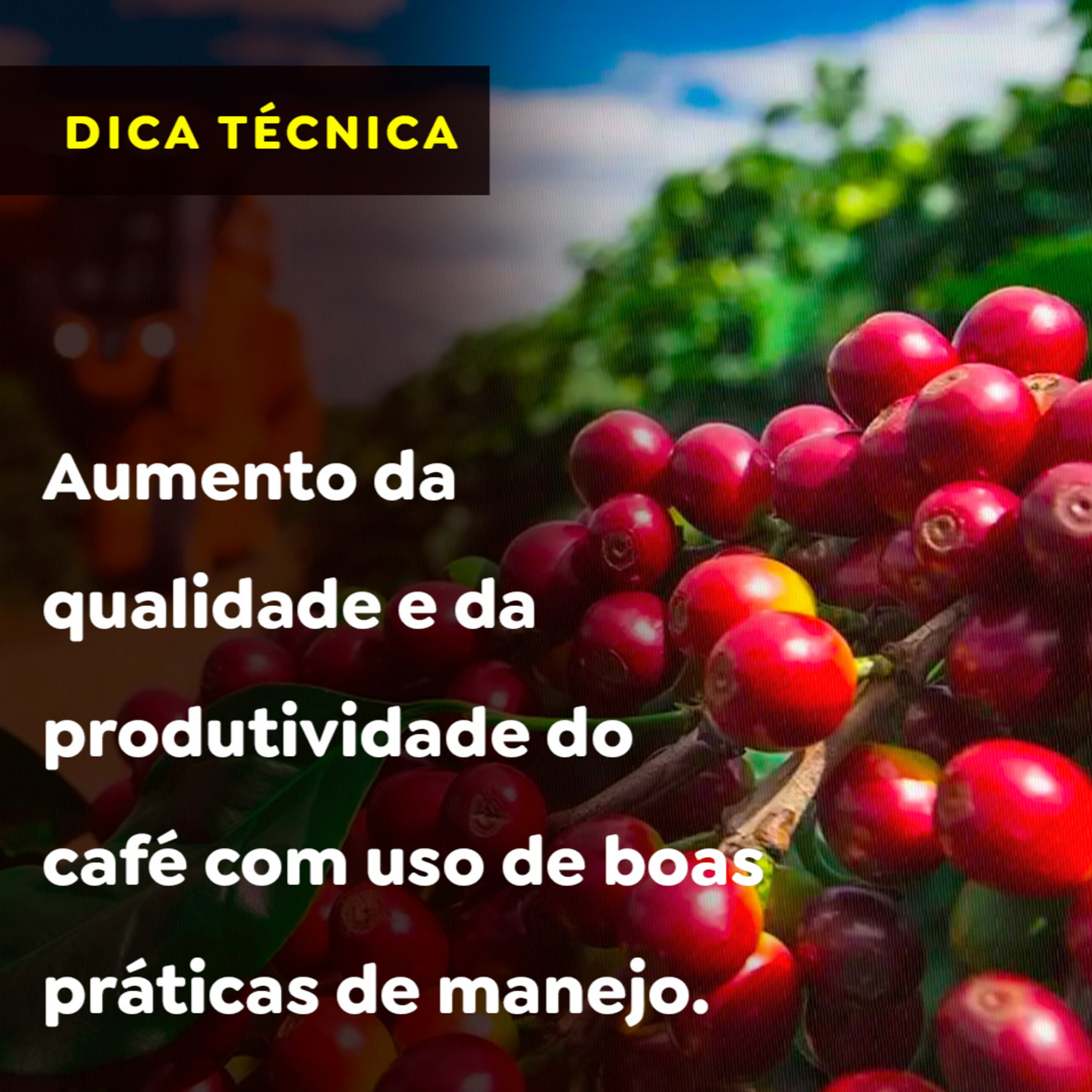 Aumento da qualidade e da produtividade do café com uso de boas práticas de manejo episode artwork