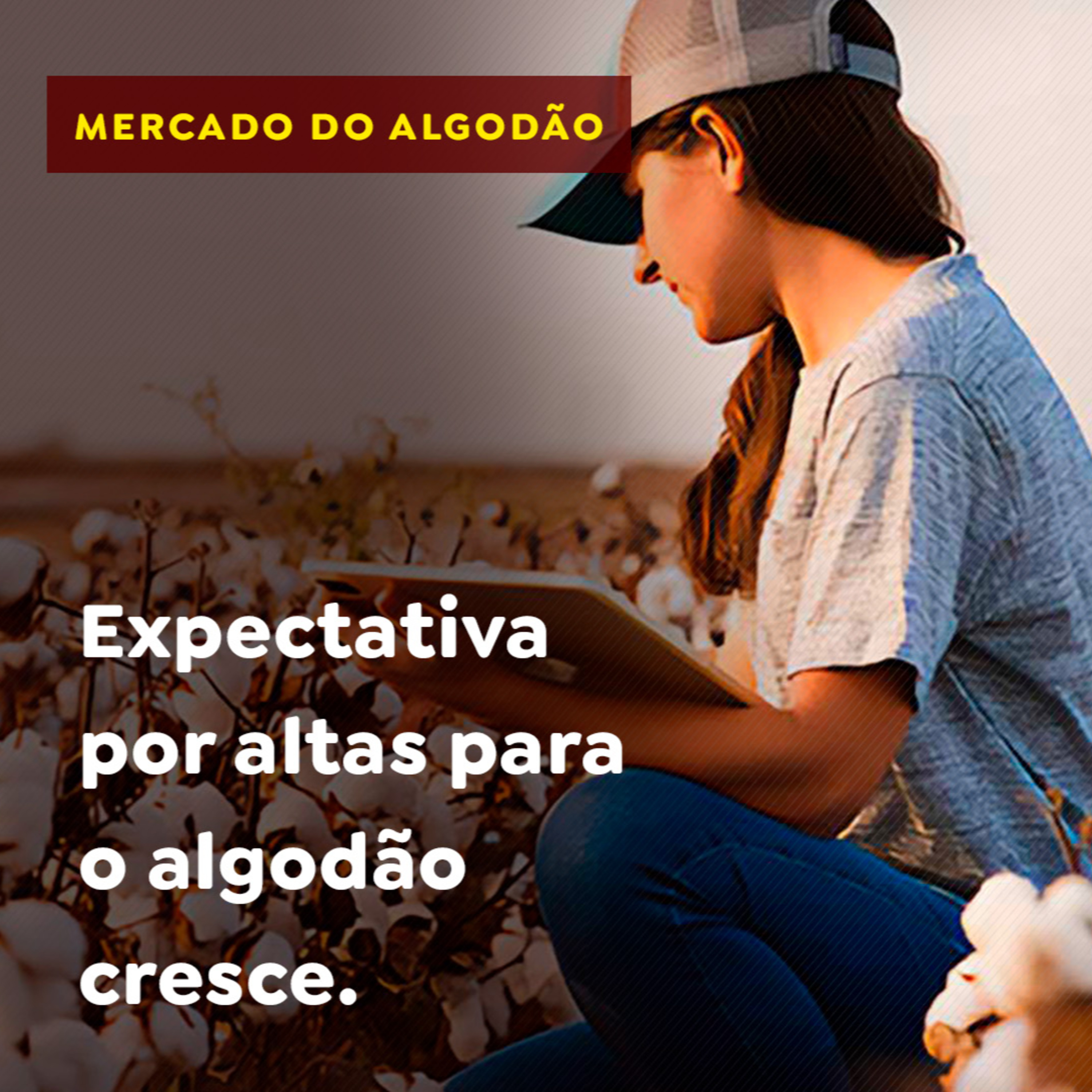 Expectativa por altas para o algodão cresce episode artwork