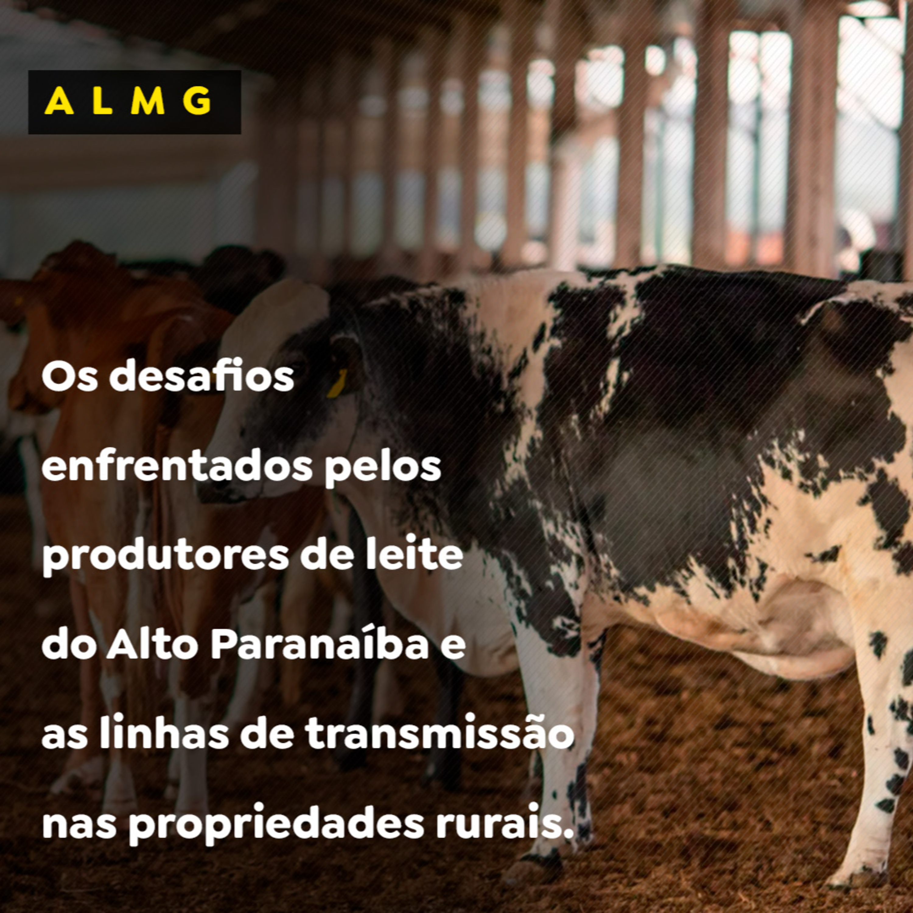 Os desafios enfrentados pelos produtores de leite do Alto Paranaíba e as linhas de transmissão nas propriedades rurais  episode artwork