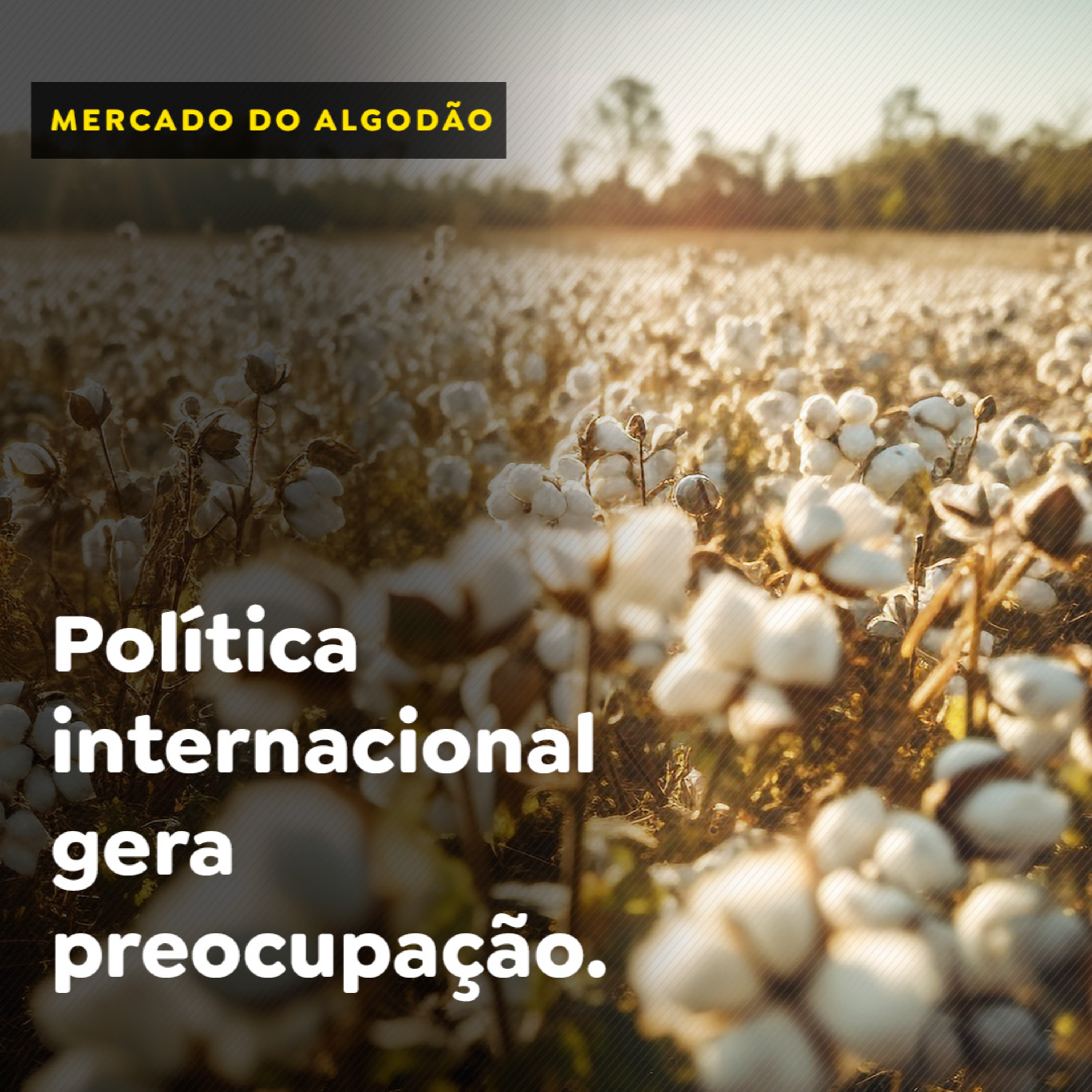 Algodão: política internacional gera preocupação episode artwork