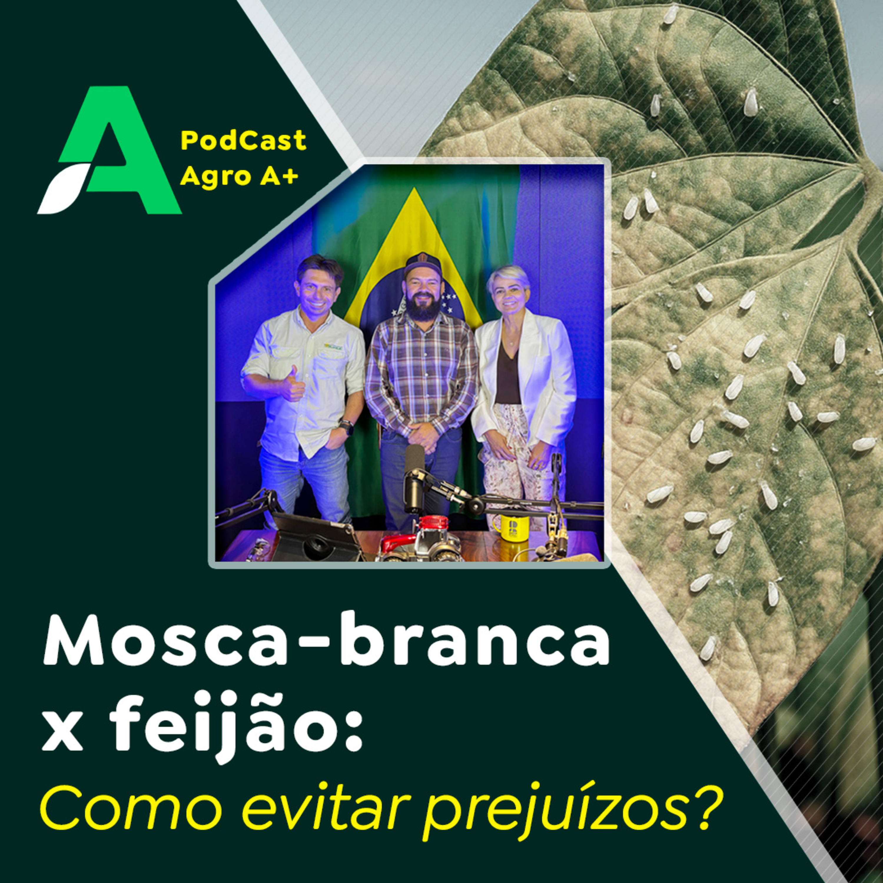 Mosca-branca x feijão - como evitar prejuízos? episode artwork