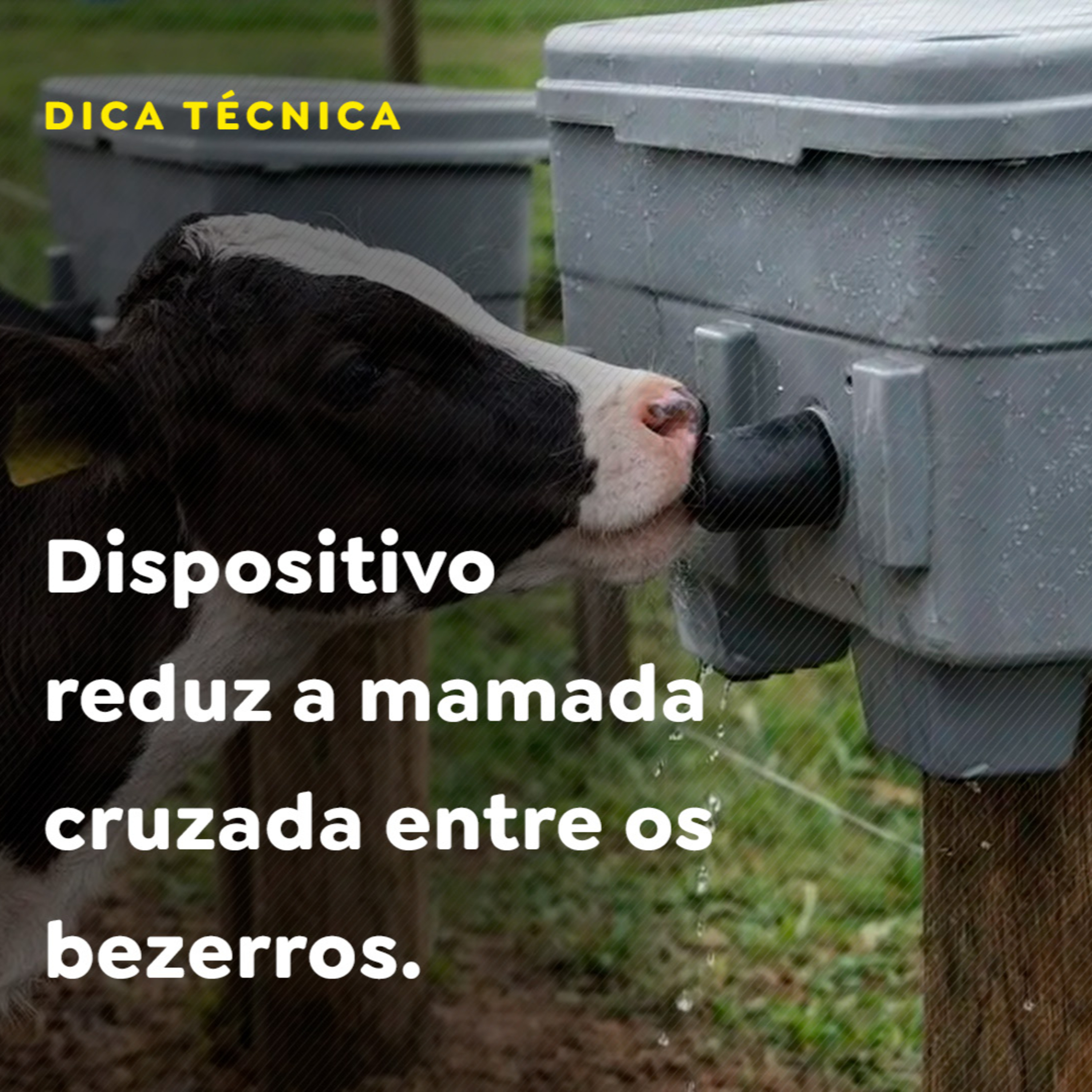 Dispositivo reduz a mamada cruzada entre os bezerros episode artwork