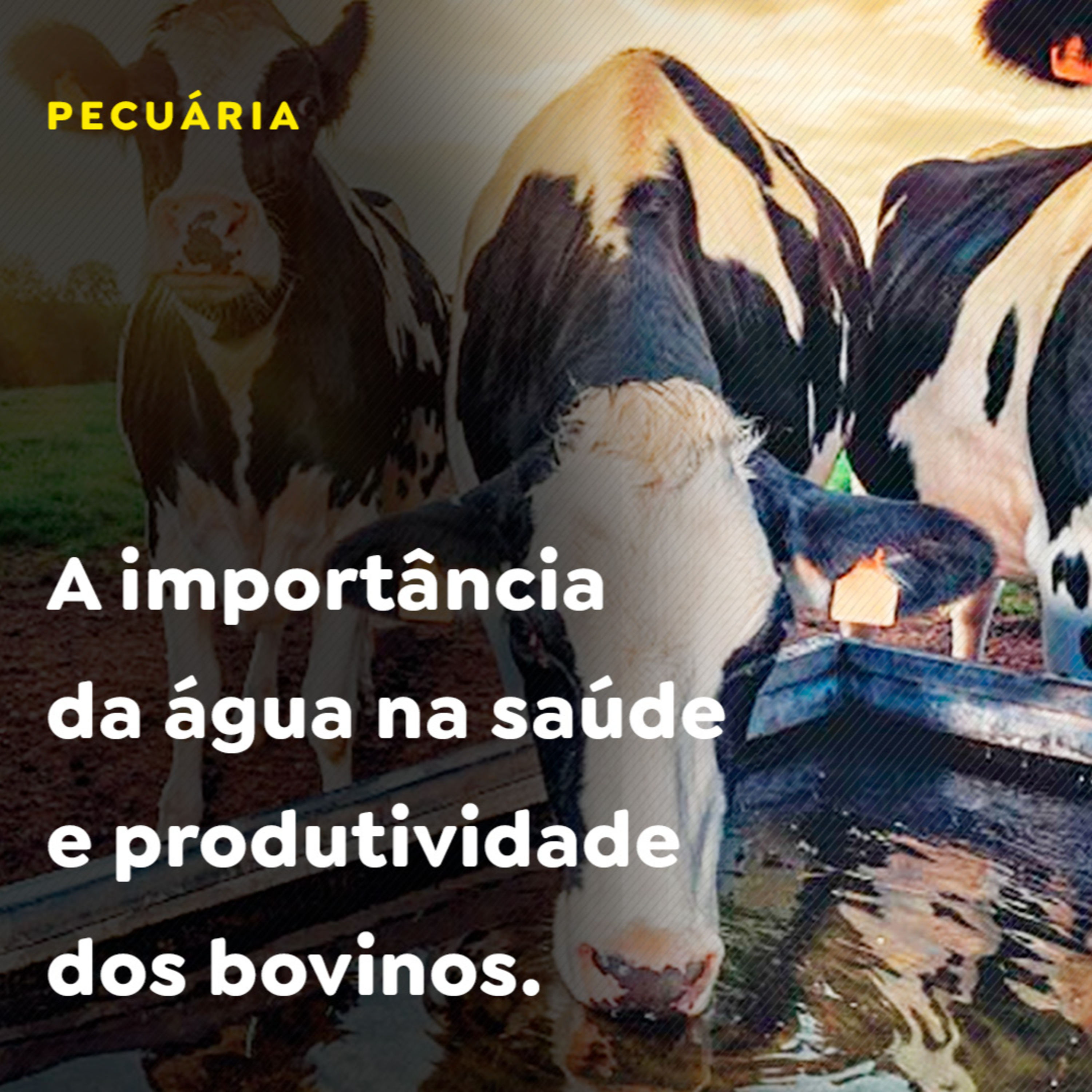 A importância da água na saúde e produtividade dos bovinos episode artwork