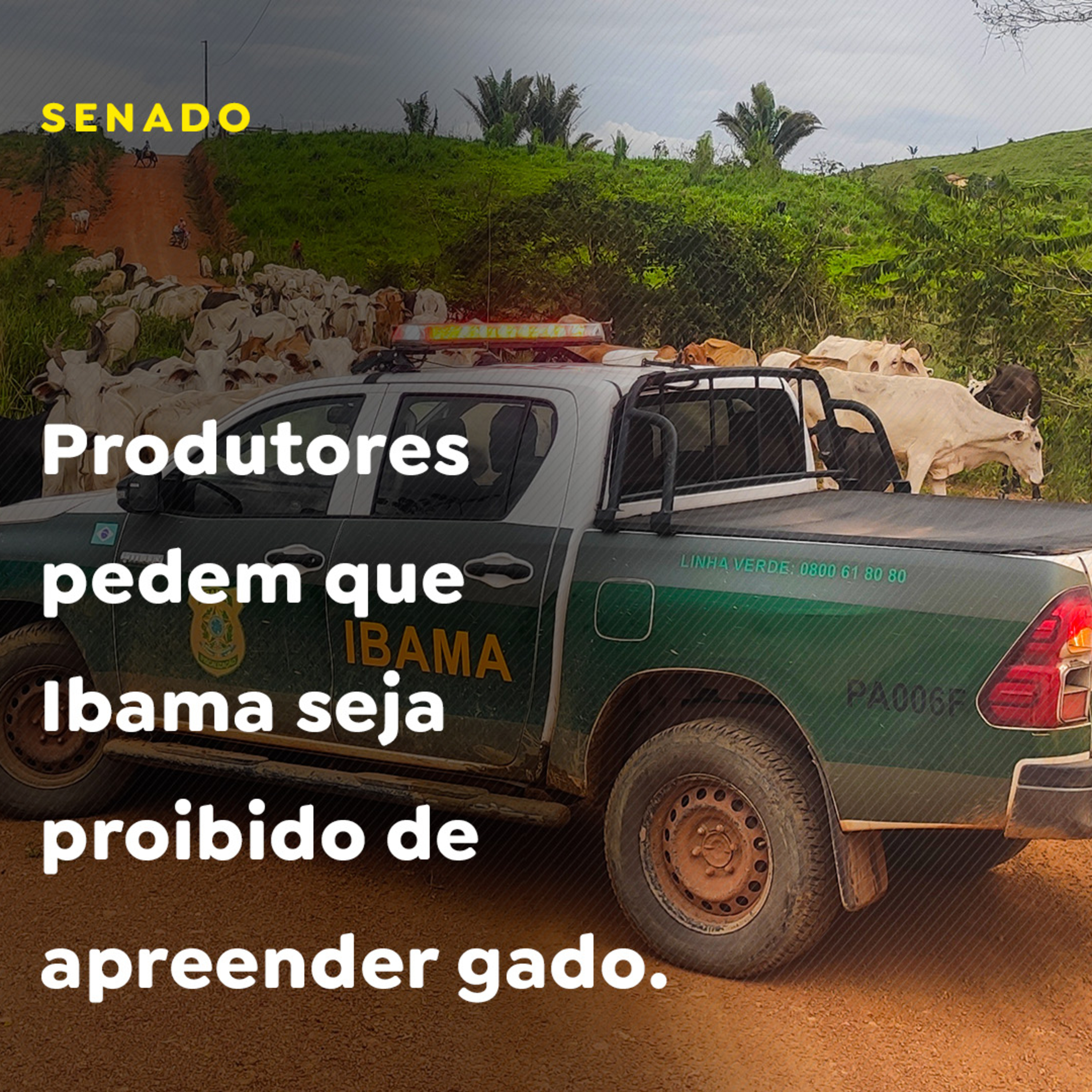 Produtores pedem que Ibama seja proibido de apreender gado episode artwork
