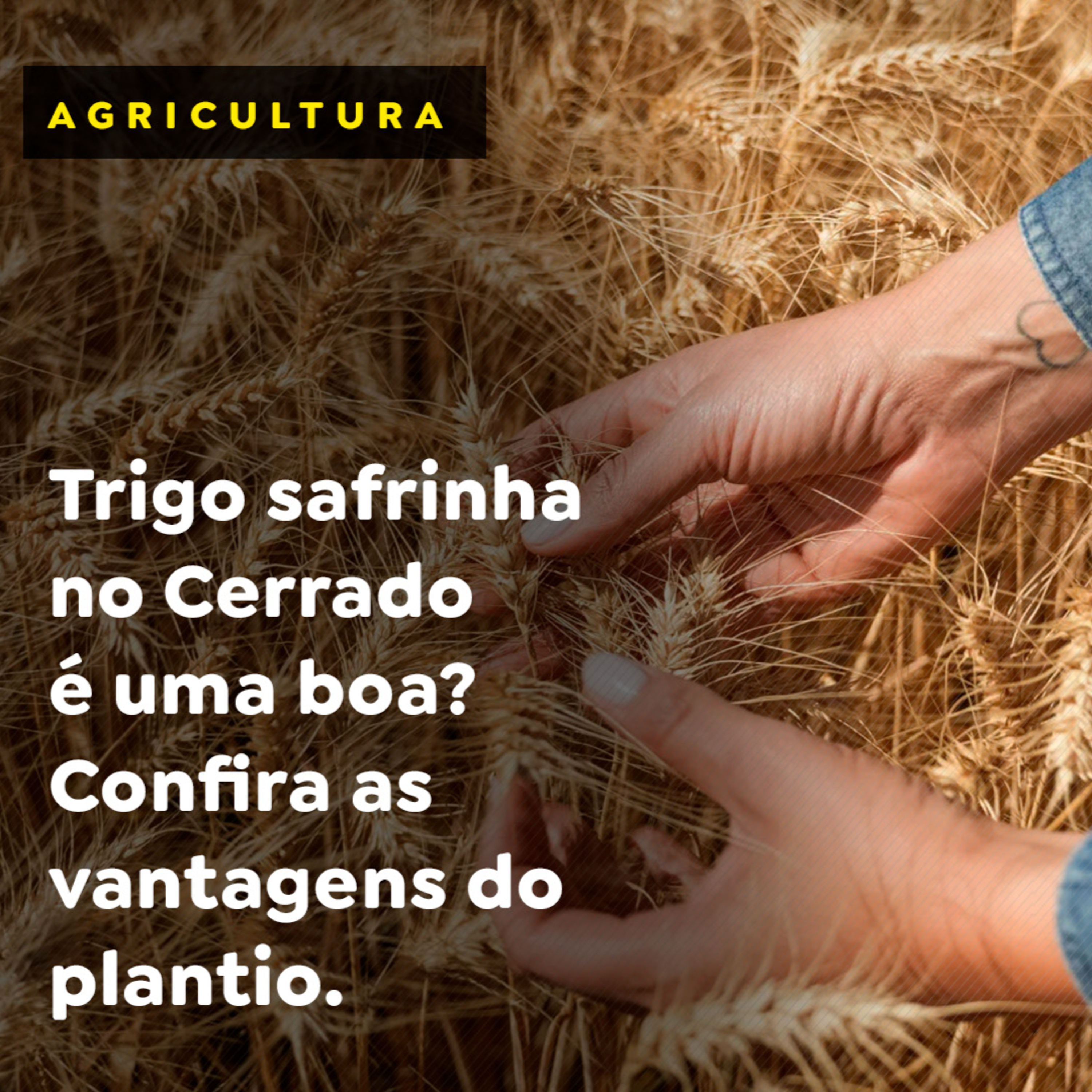 Trigo safrinha no Cerrado é uma boa? Confira as vantagens do plantio episode artwork