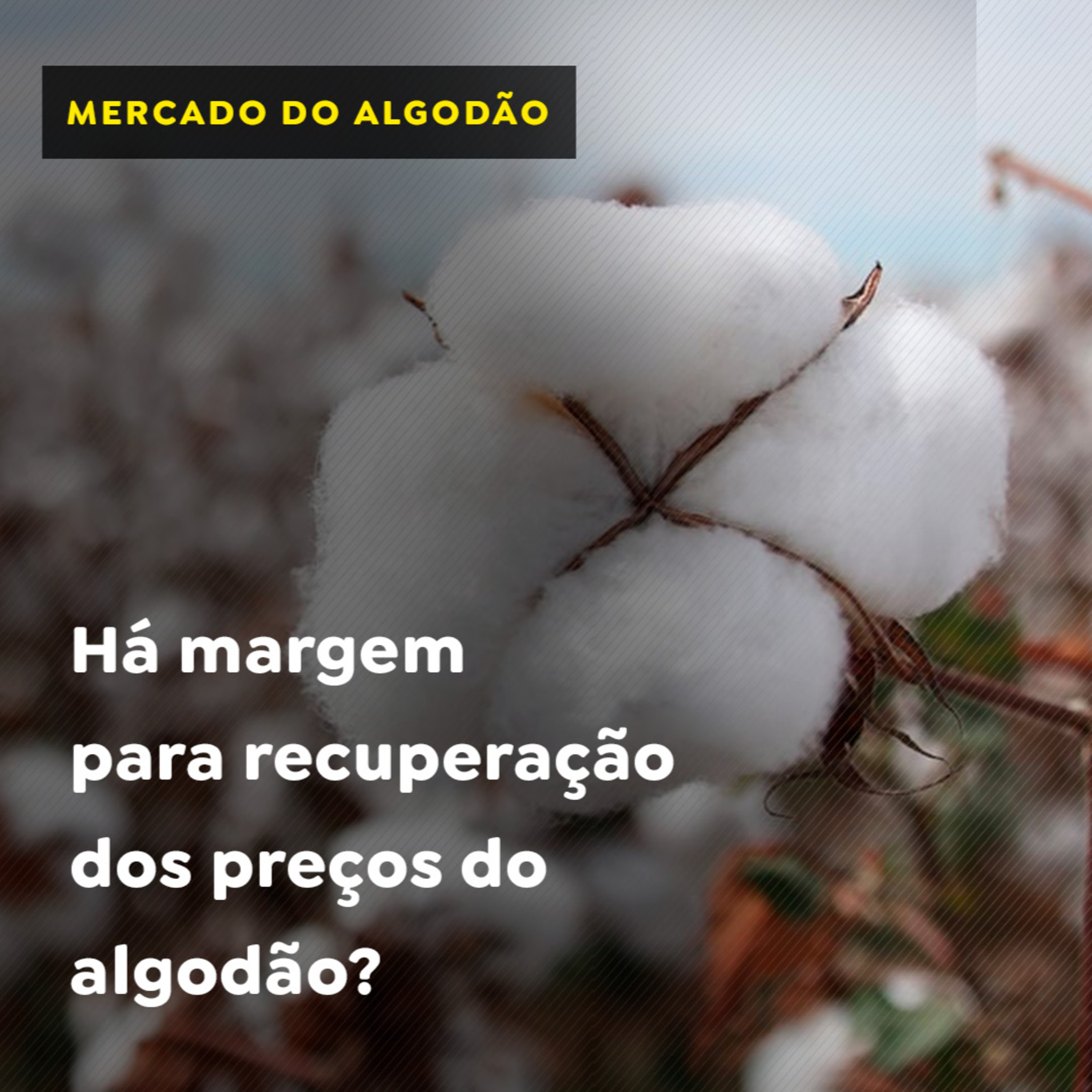 Há margem para recuperação dos preços do algodão? episode artwork