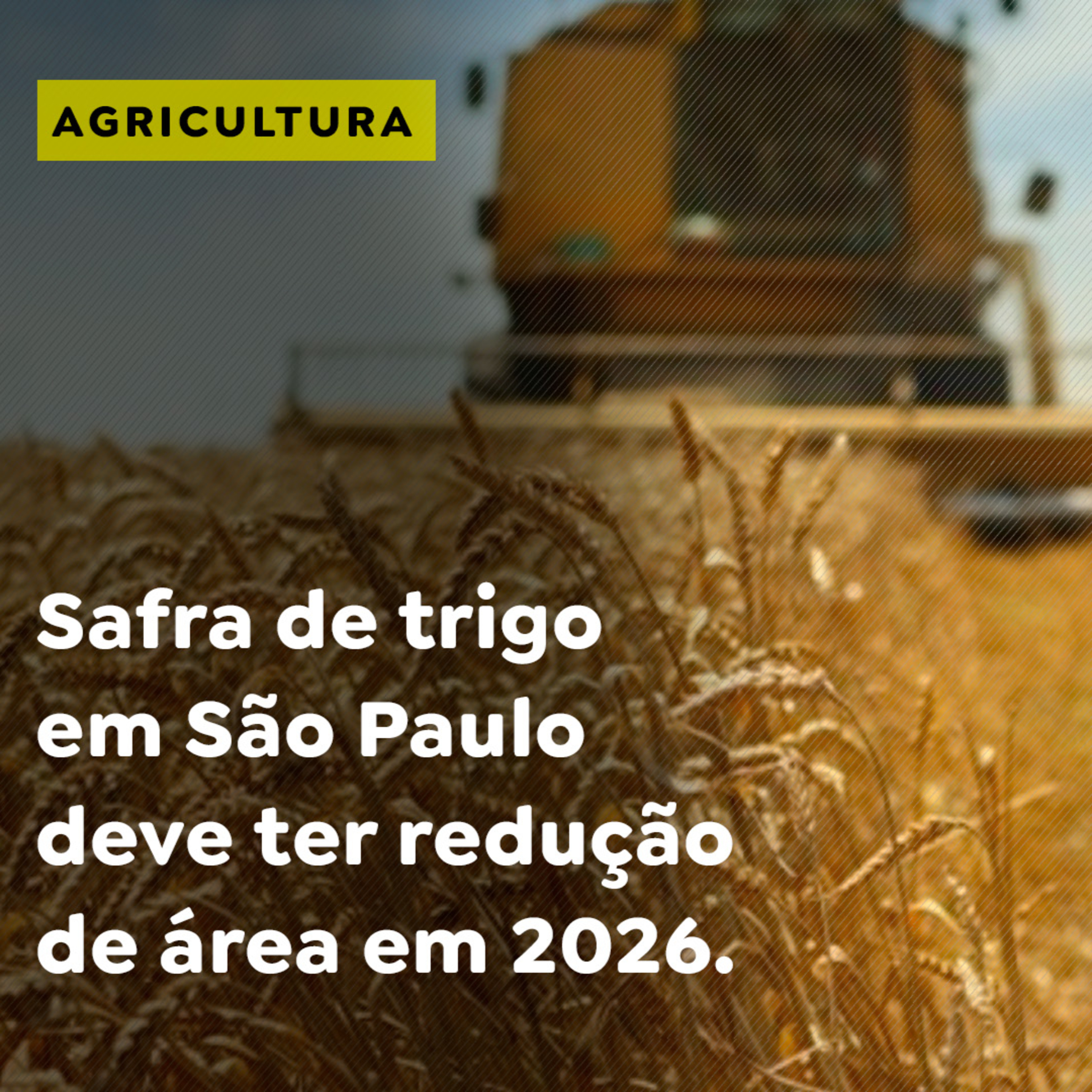 Safra de trigo em São Paulo deve ter redução de área em 2026 episode artwork