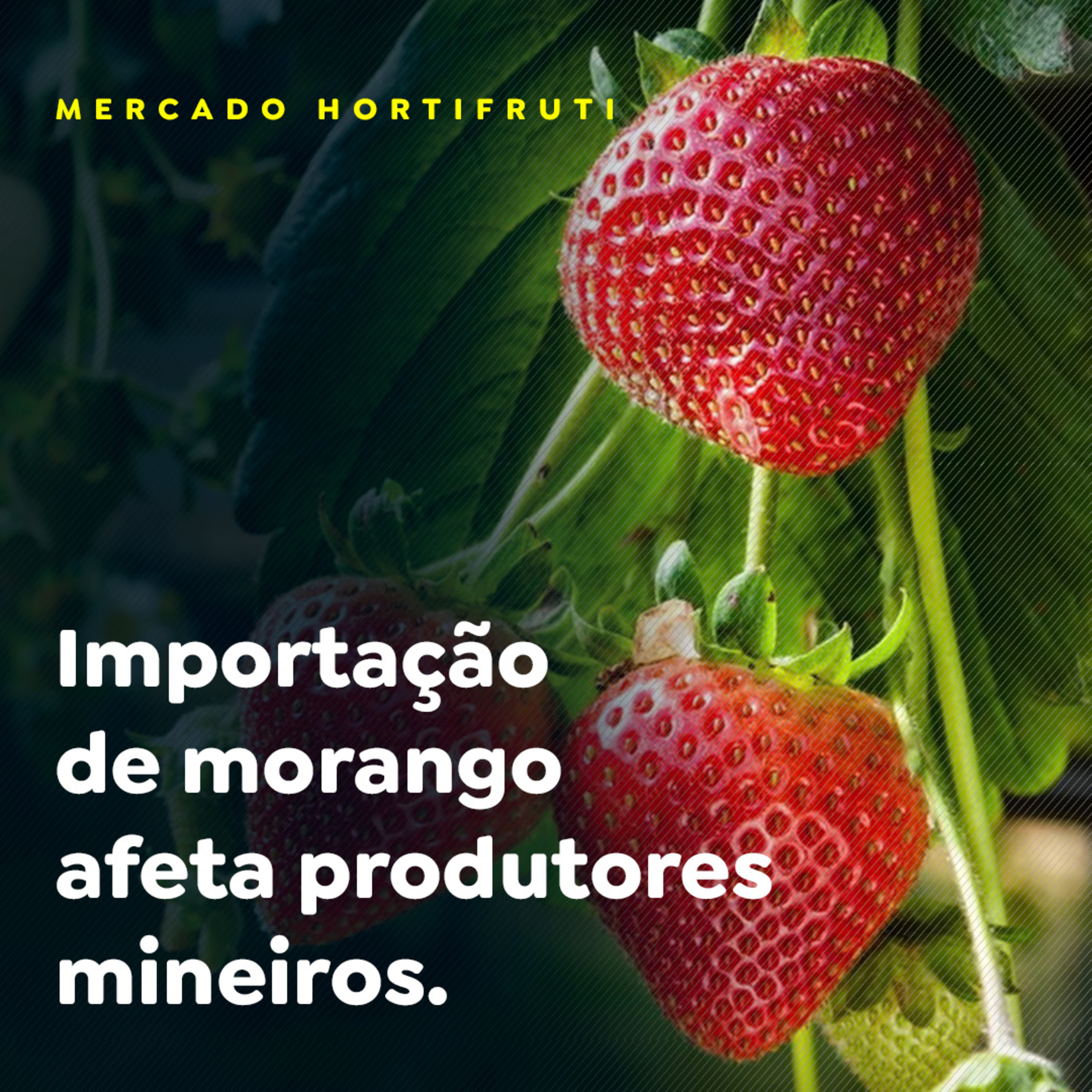 Importação de morango afeta produtores mineiros episode artwork