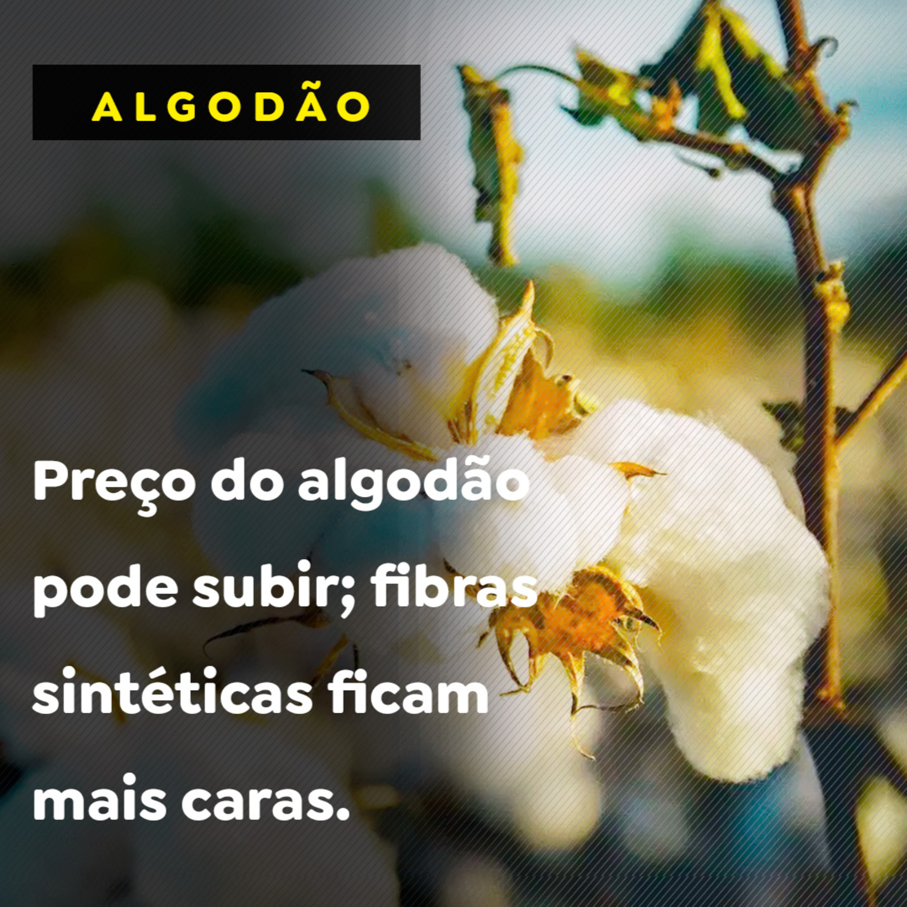 Preço do algodão pode subir; fibras sintéticas ficam mais caras. episode artwork